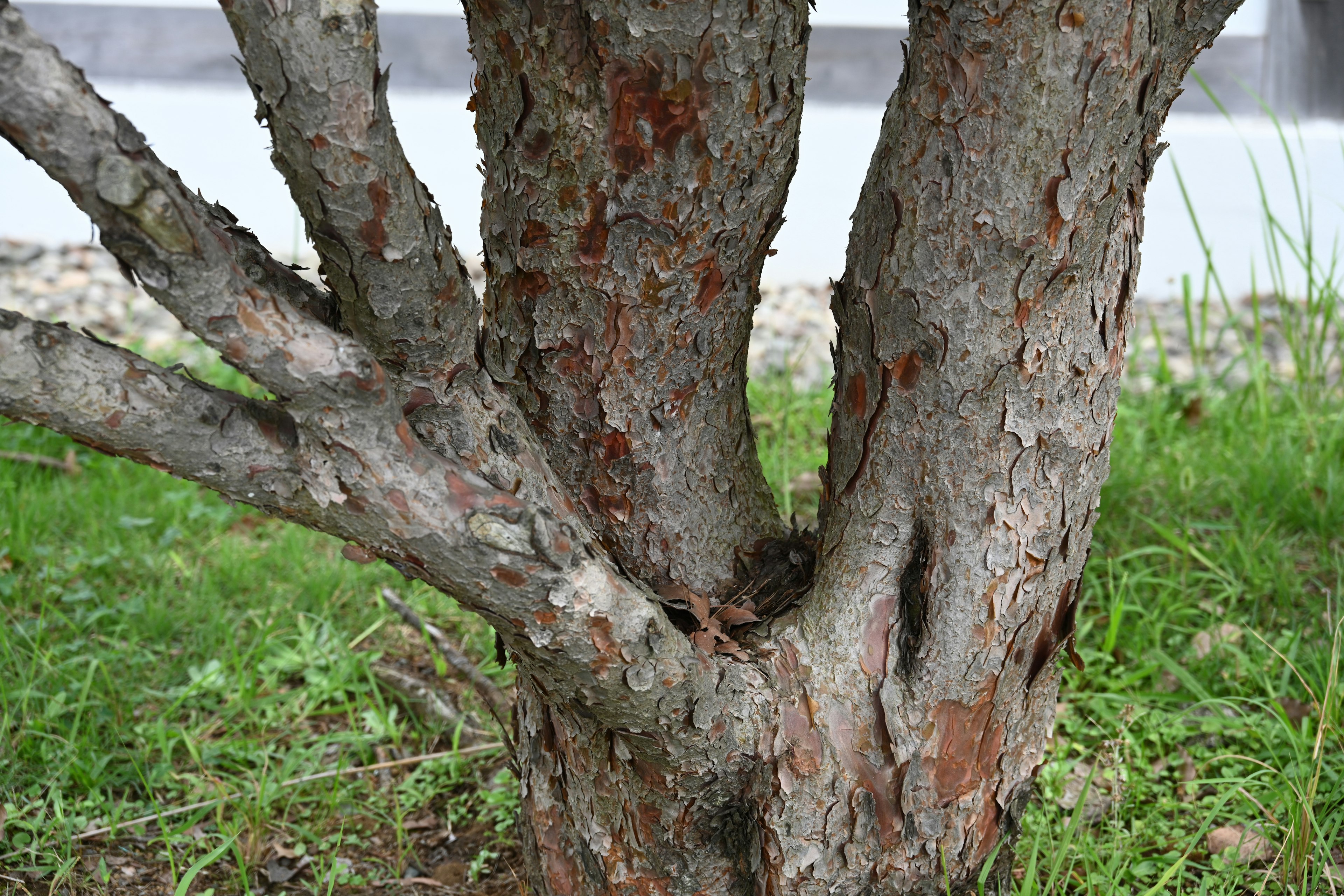 Vue détaillée d'un tronc d'arbre avec plusieurs branches se divisant