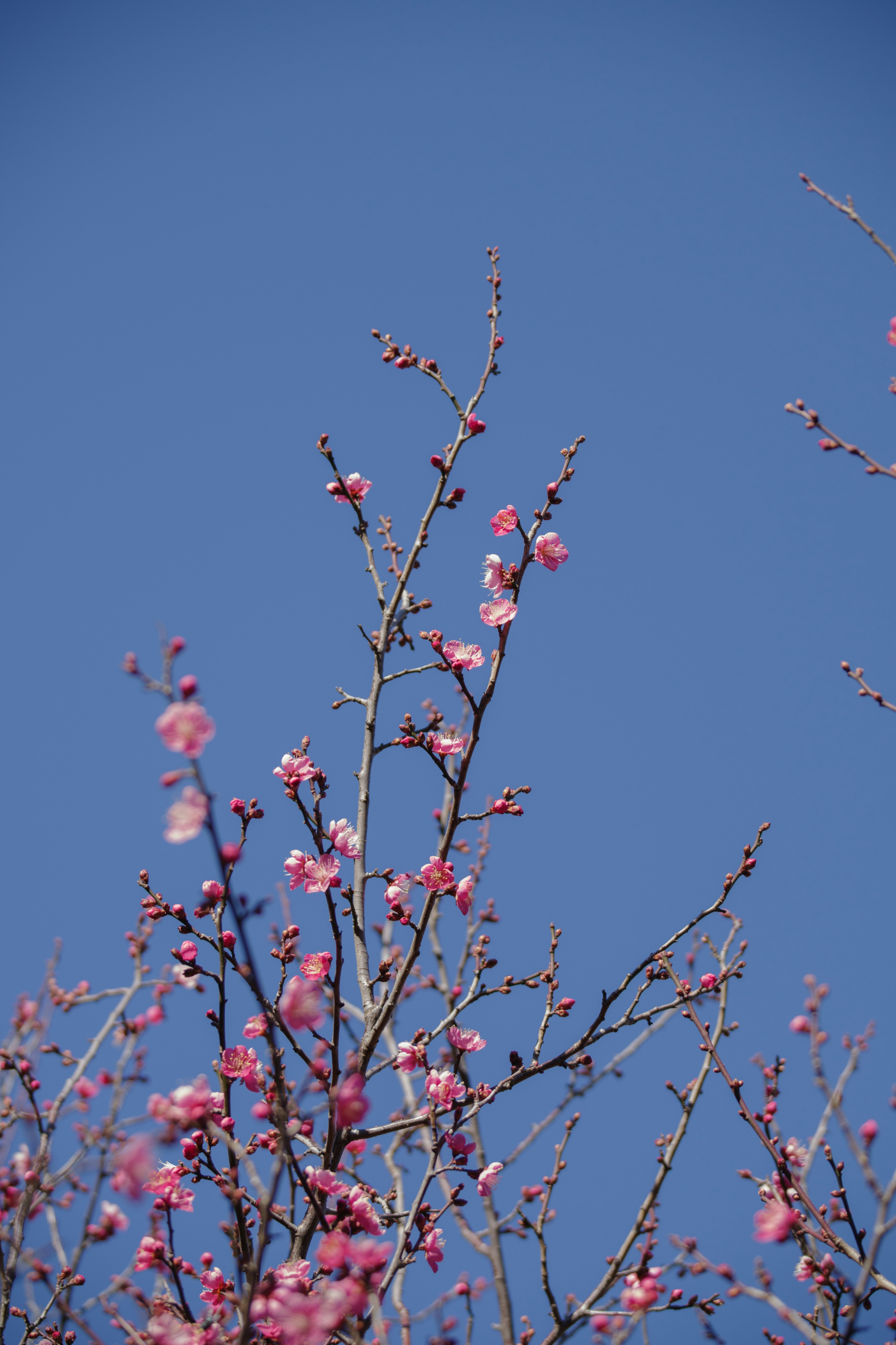 Kirschbaumzweige vor einem klaren blauen Himmel