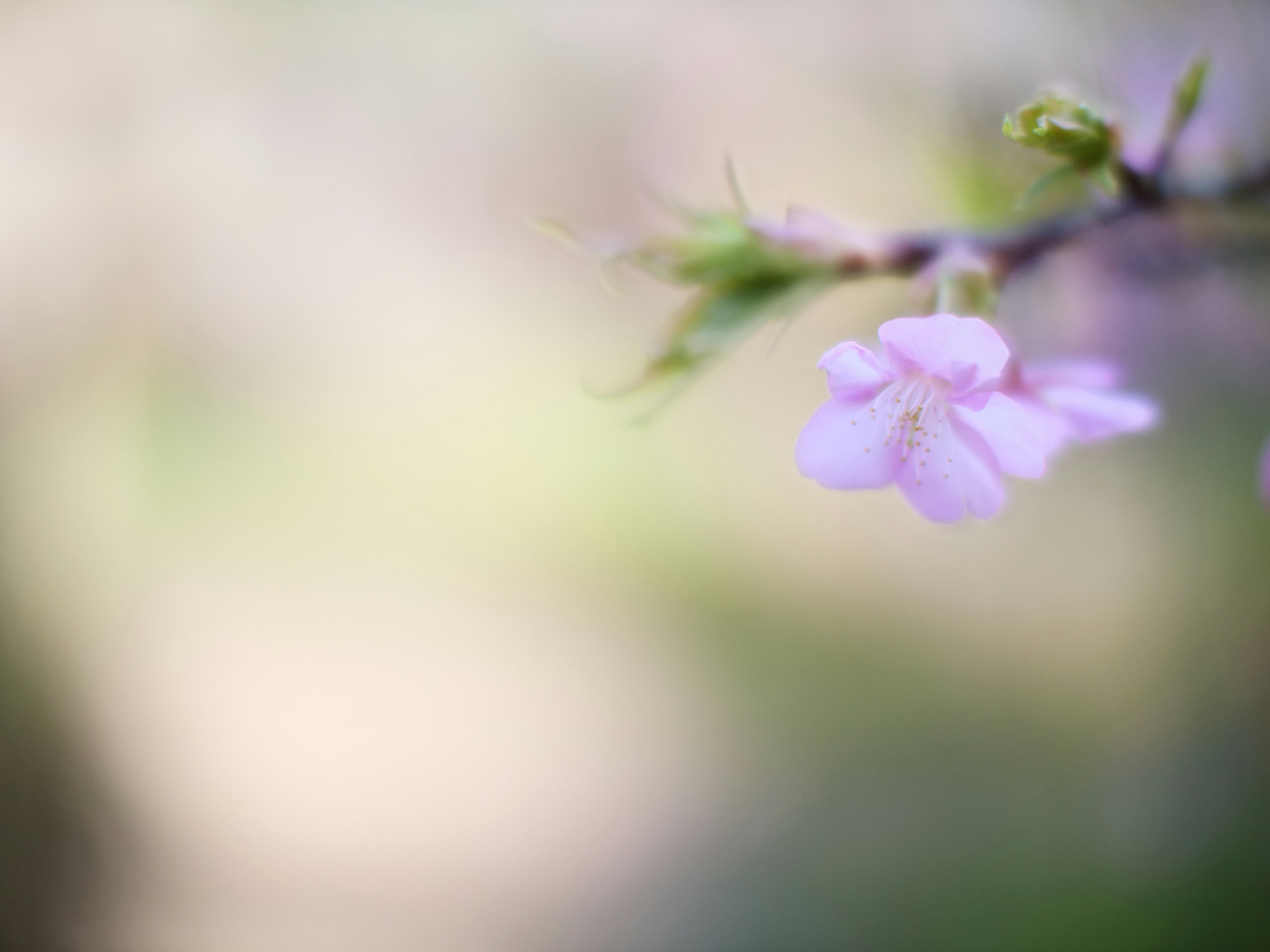 淡いピンクの花が咲く枝のクローズアップ背景はぼやけている