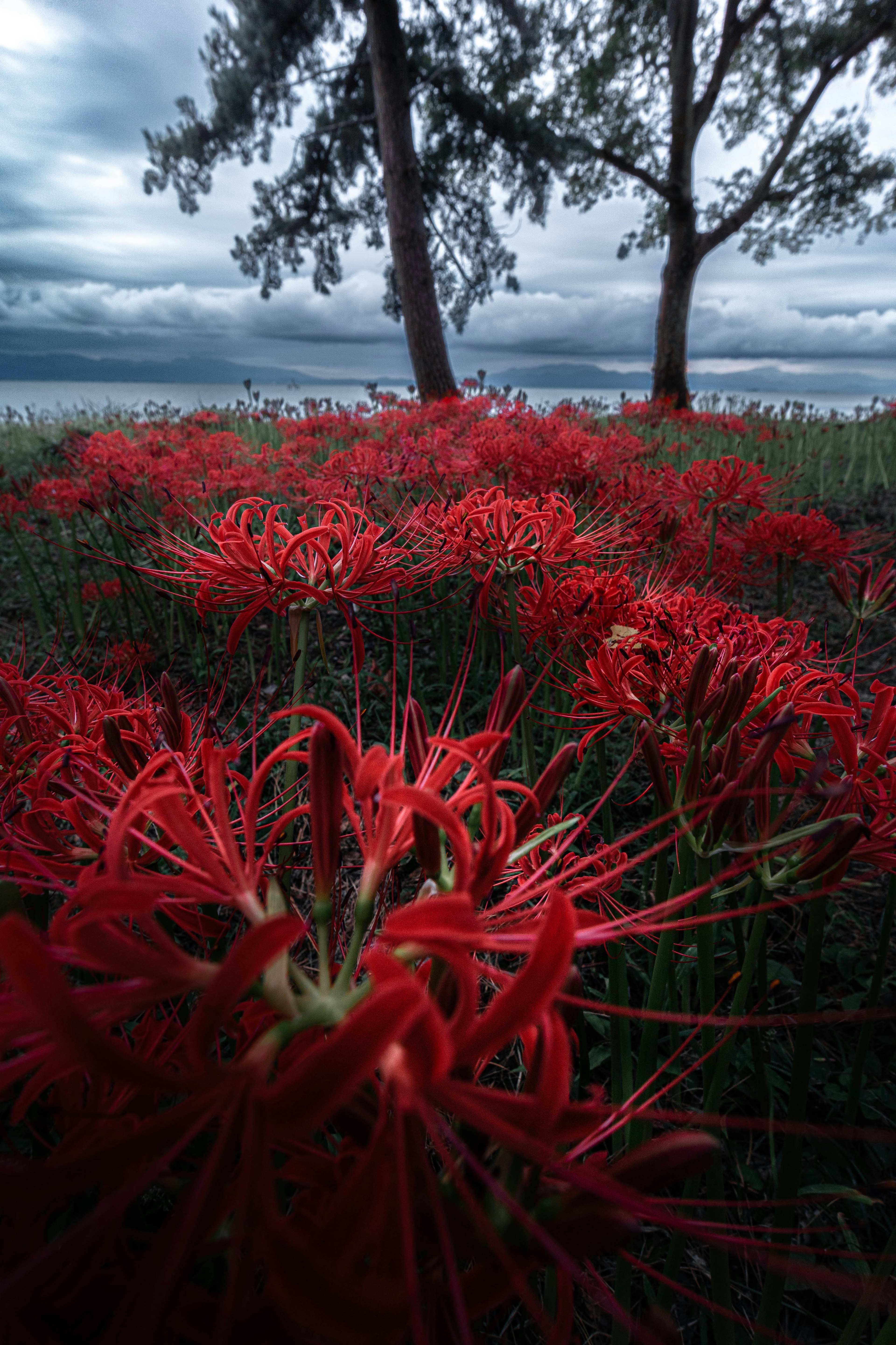 Lapangan bunga spider lily merah dengan awan gelap