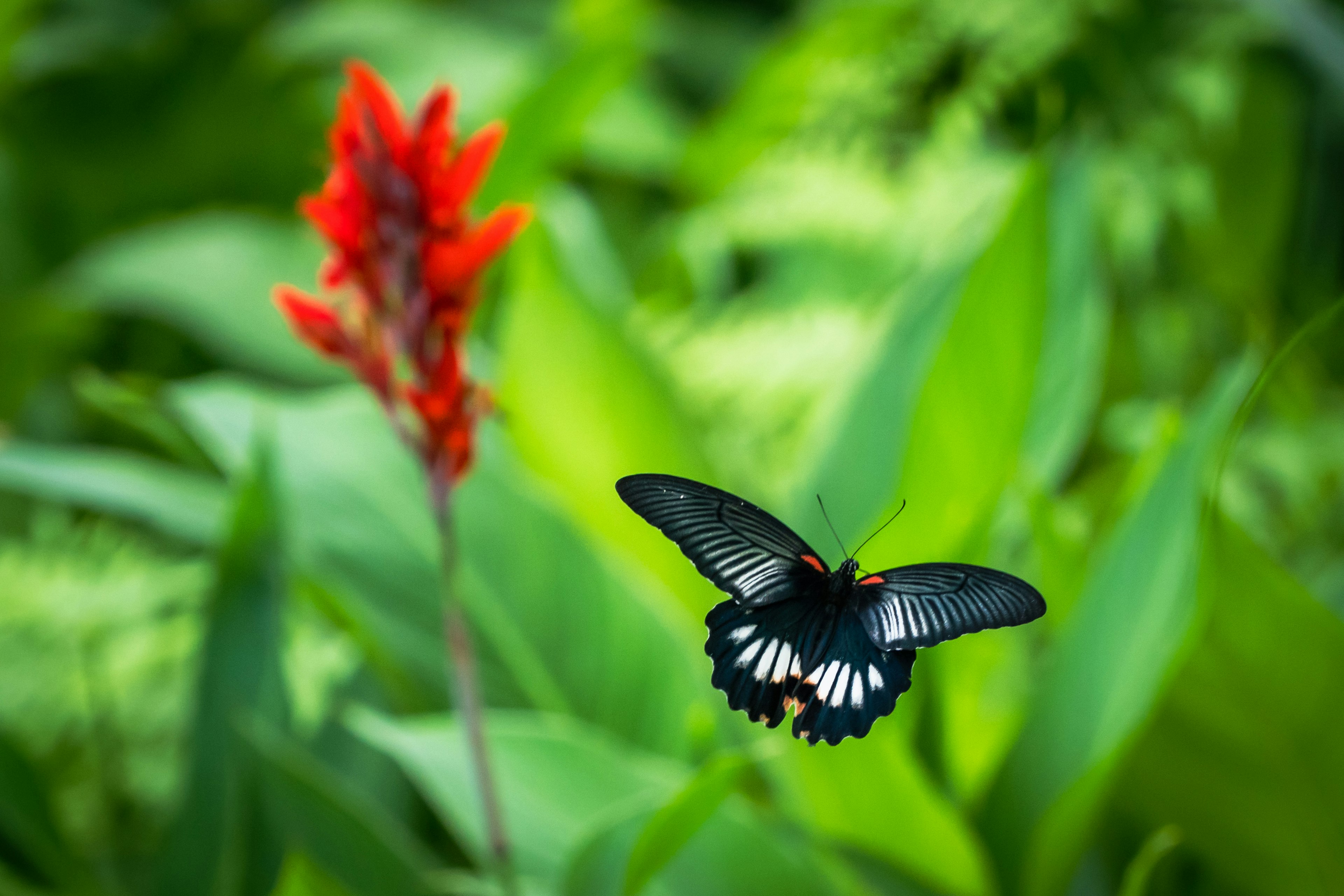Ein schwarzer Schmetterling schwebt neben einer roten Blume zwischen grünen Blättern
