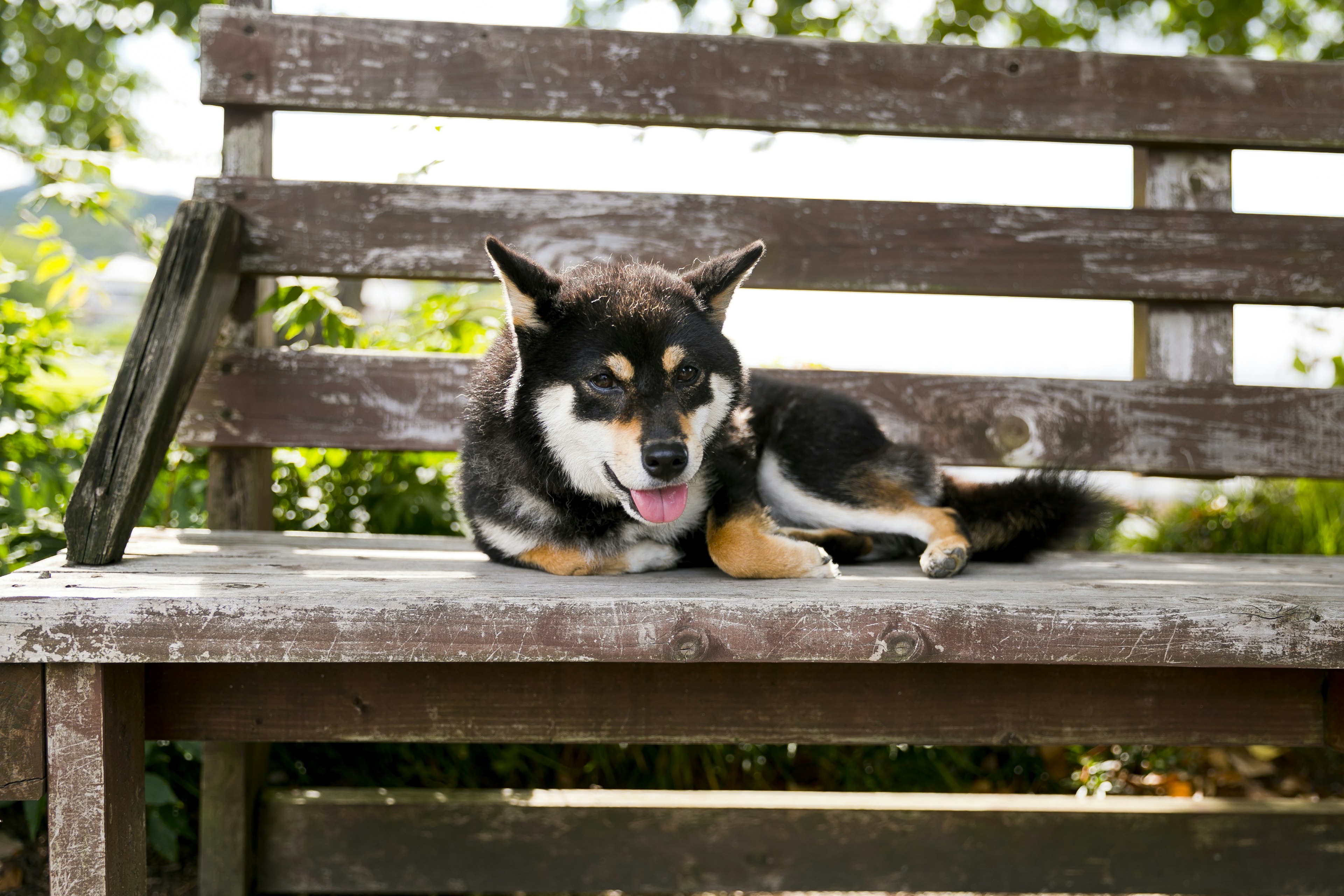 Shiba Inu lying on a wooden bench