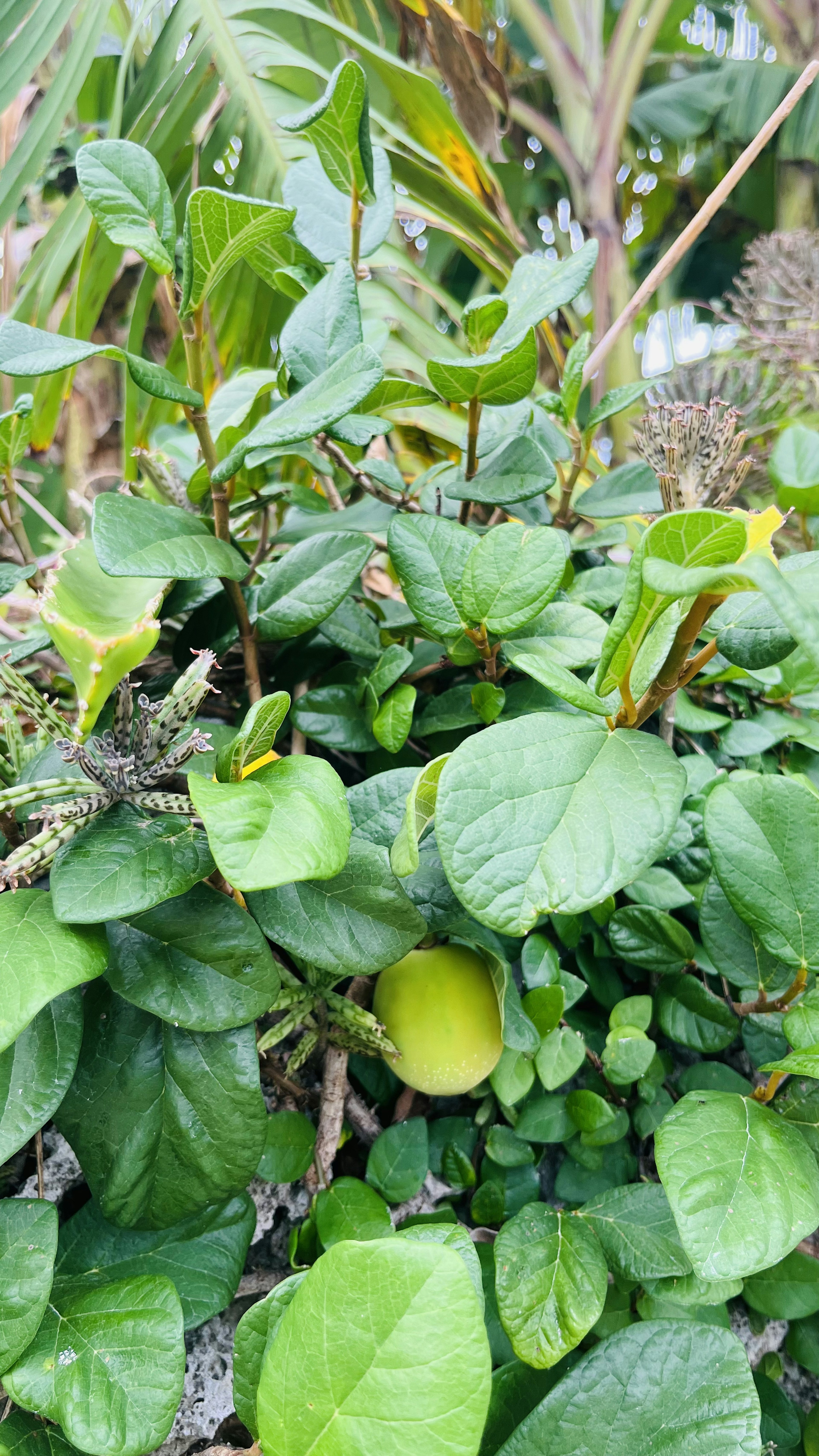 Primo piano di fogliame verde lussureggiante con diverse foglie