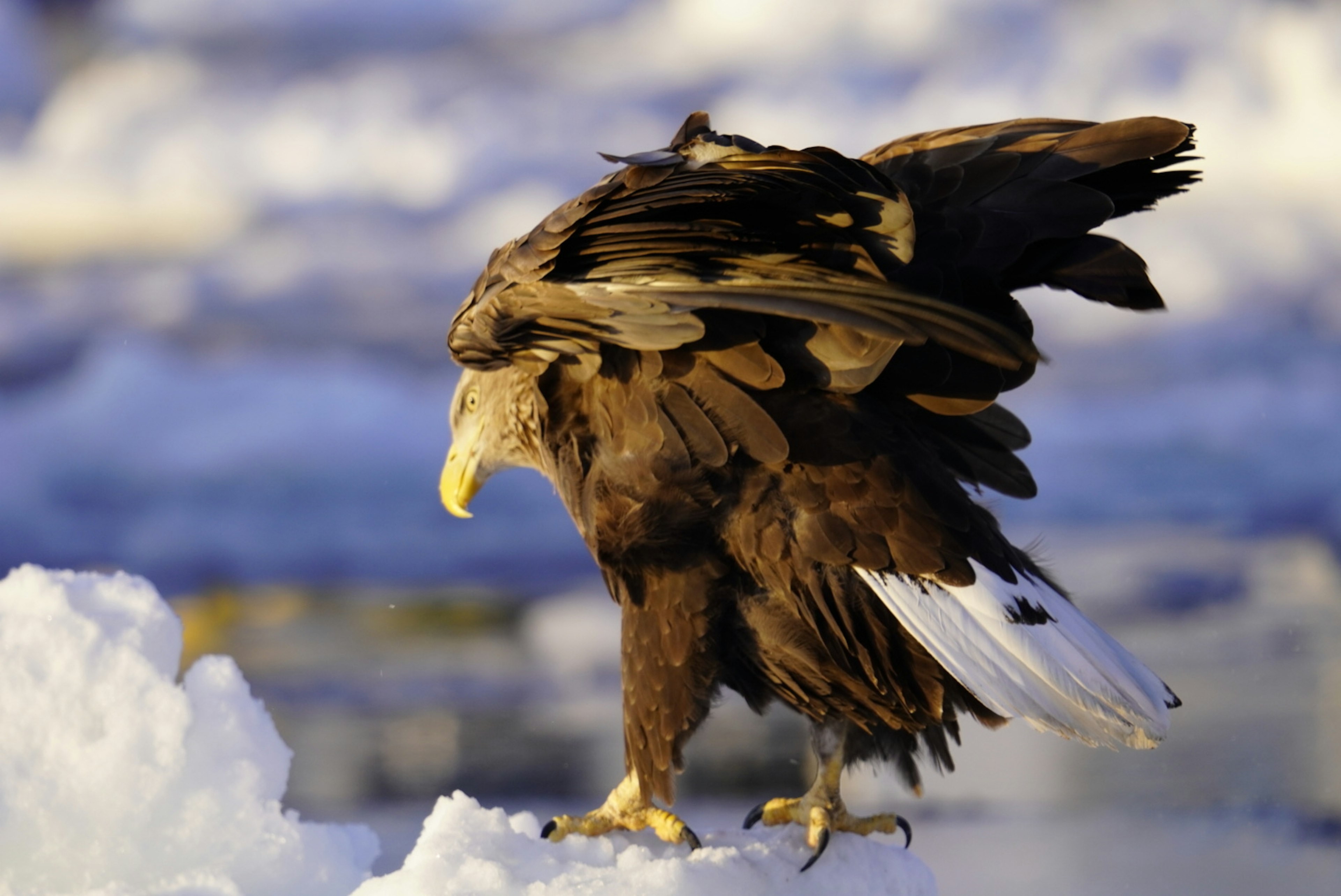 Eagle standing on snow with wings spread