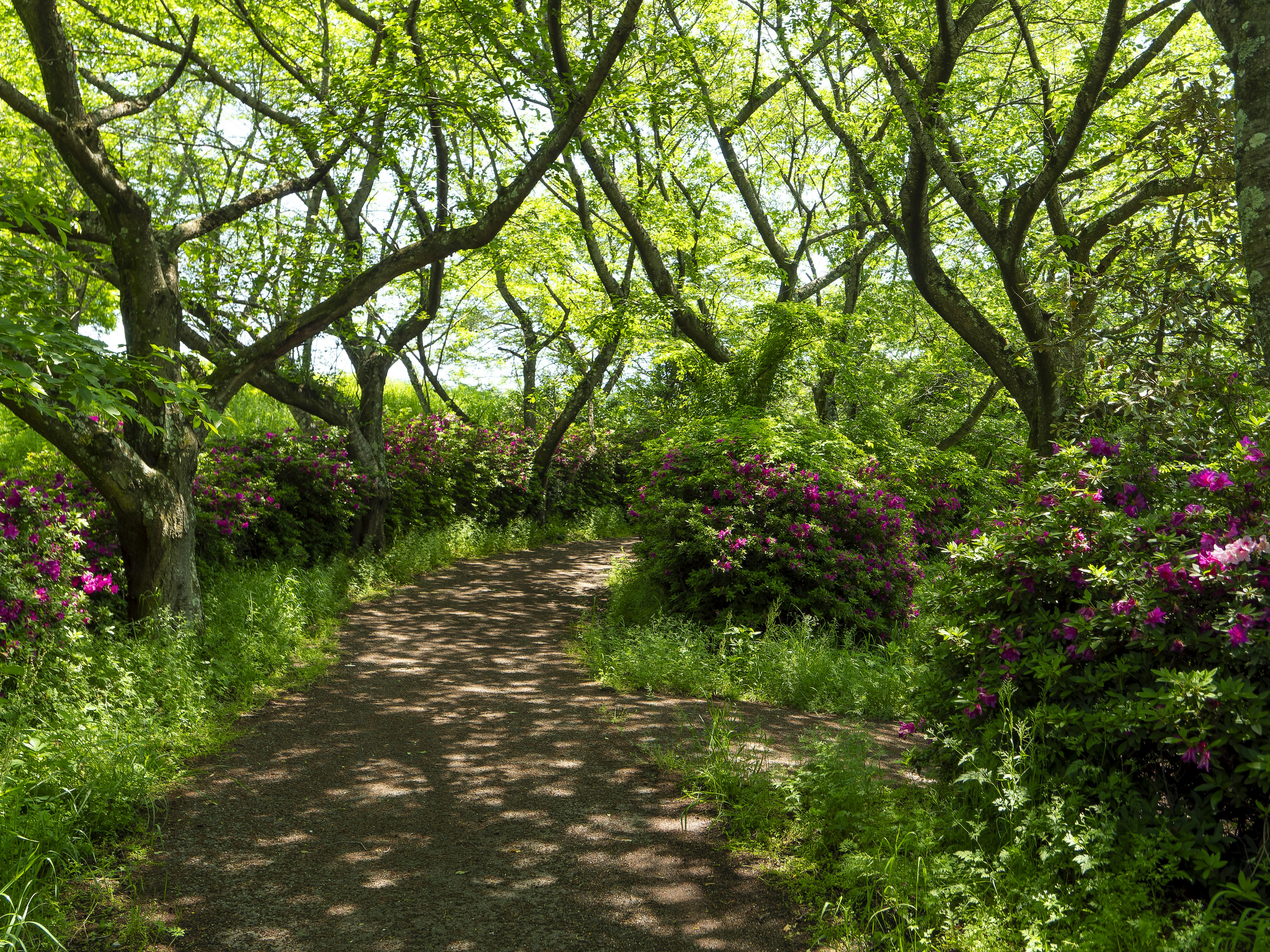 緑の木々と花が咲く小道の風景