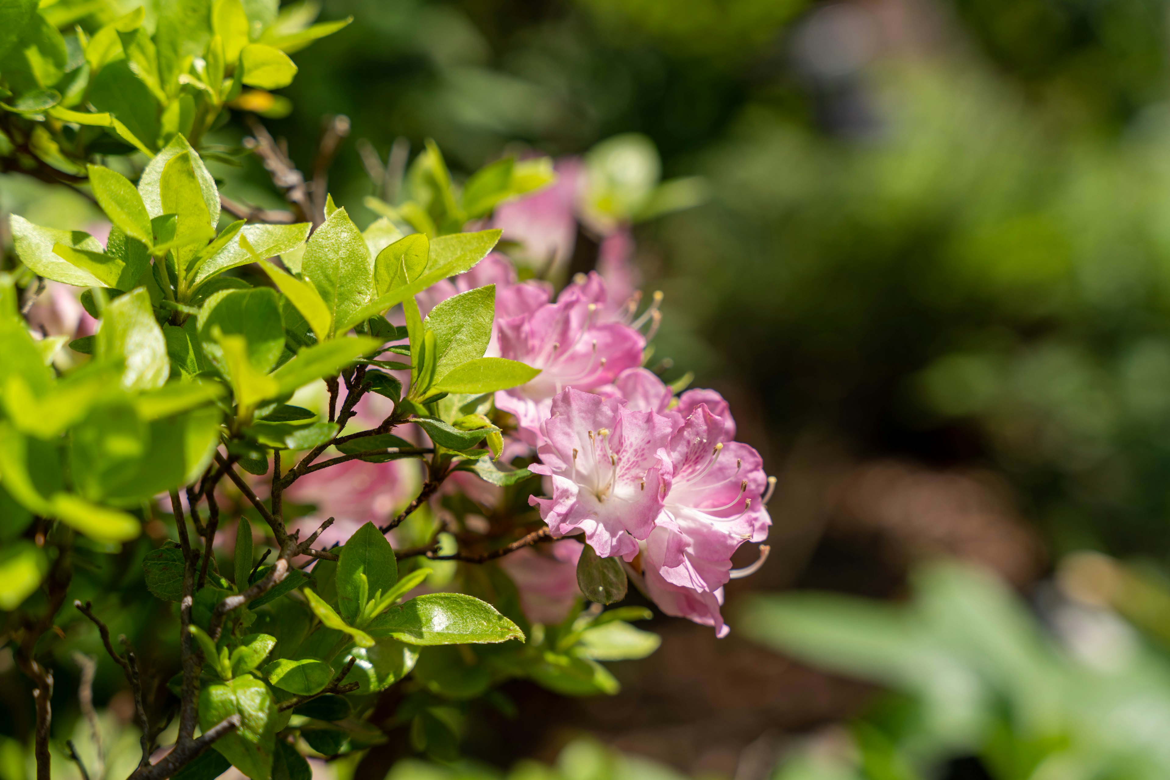 Fleurs roses délicates fleurissant parmi des feuilles vertes vibrantes