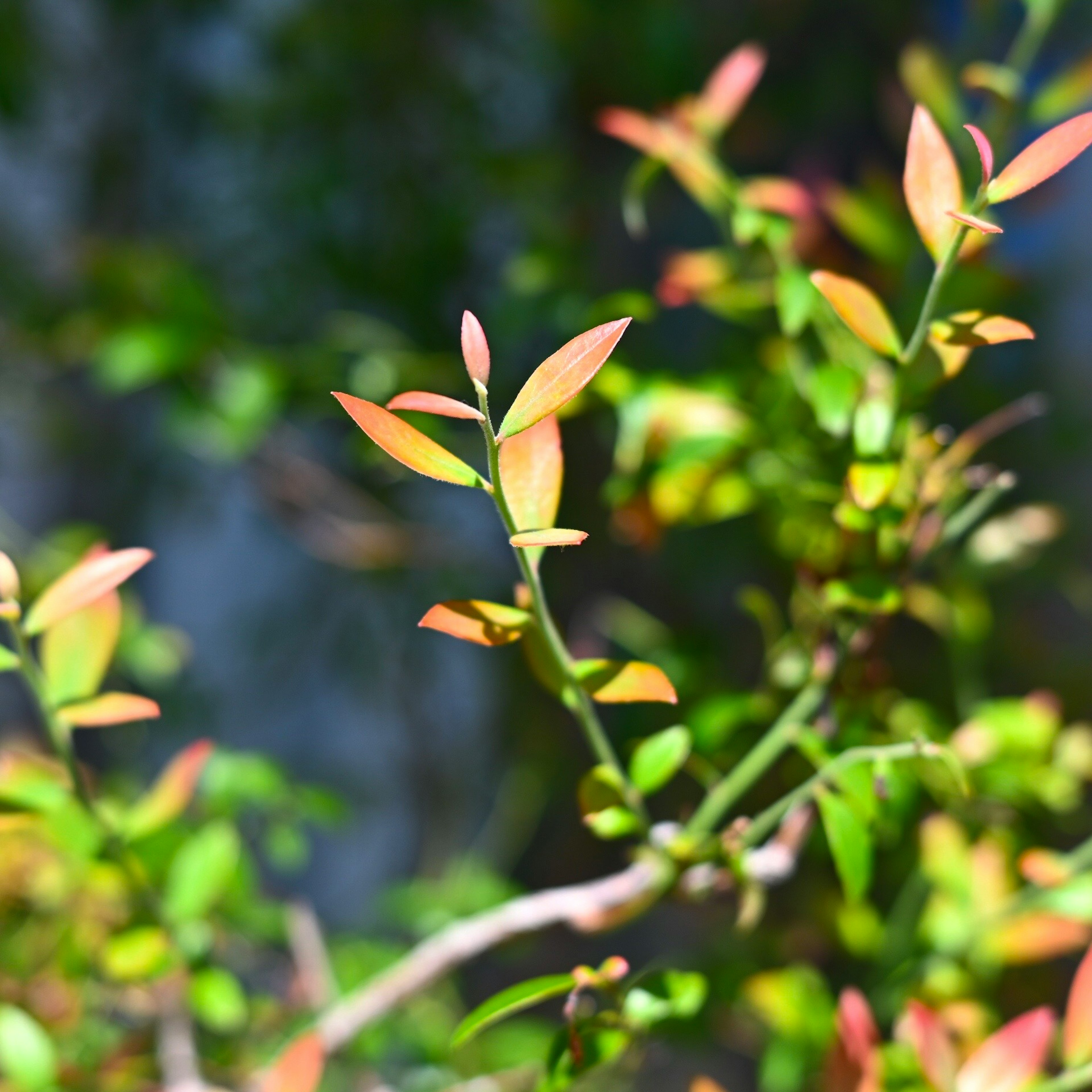 新しい緑の葉と柔らかいピンクの葉を持つ植物の枝