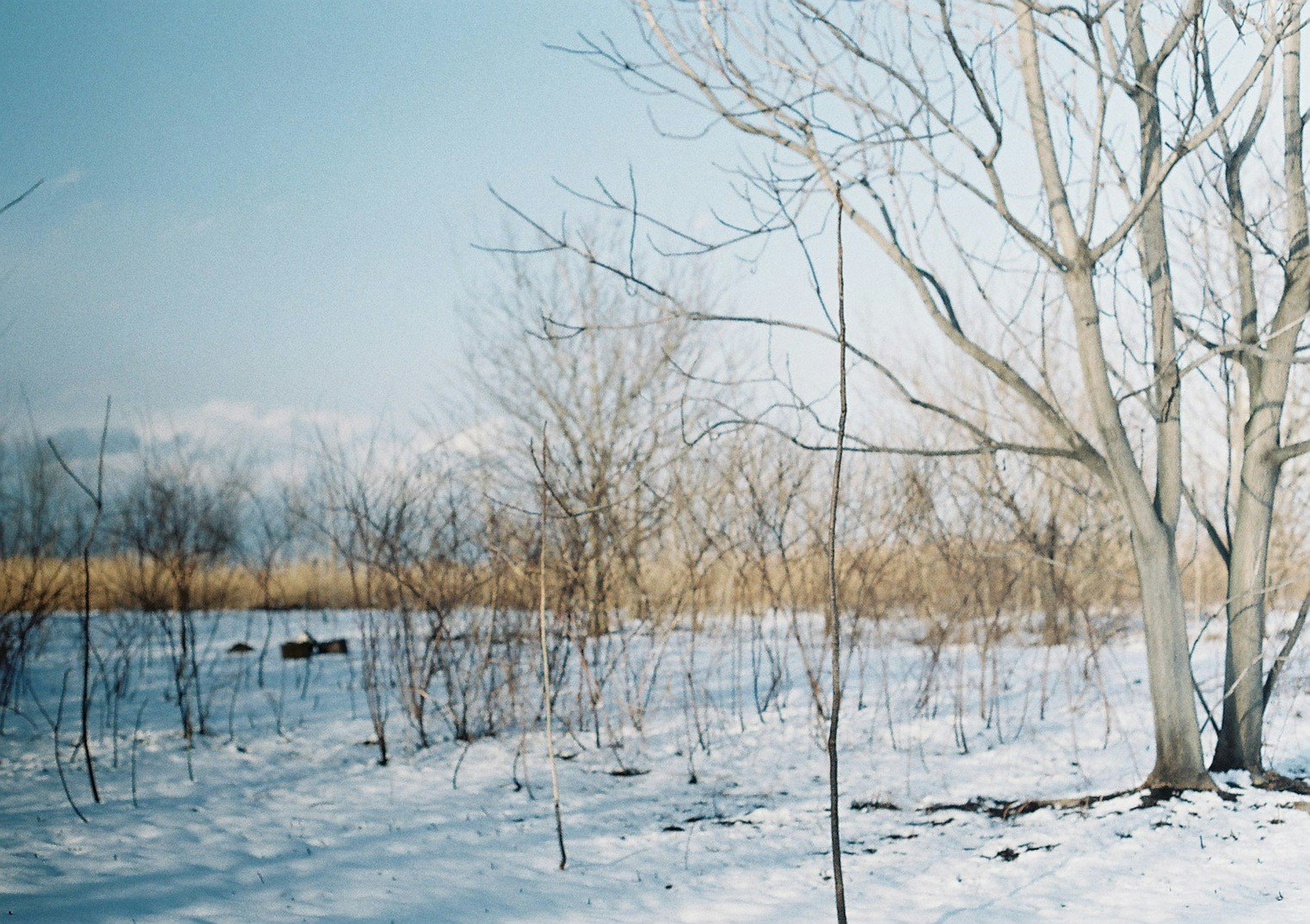 Paisaje de invierno con suelo cubierto de nieve y árboles blancos