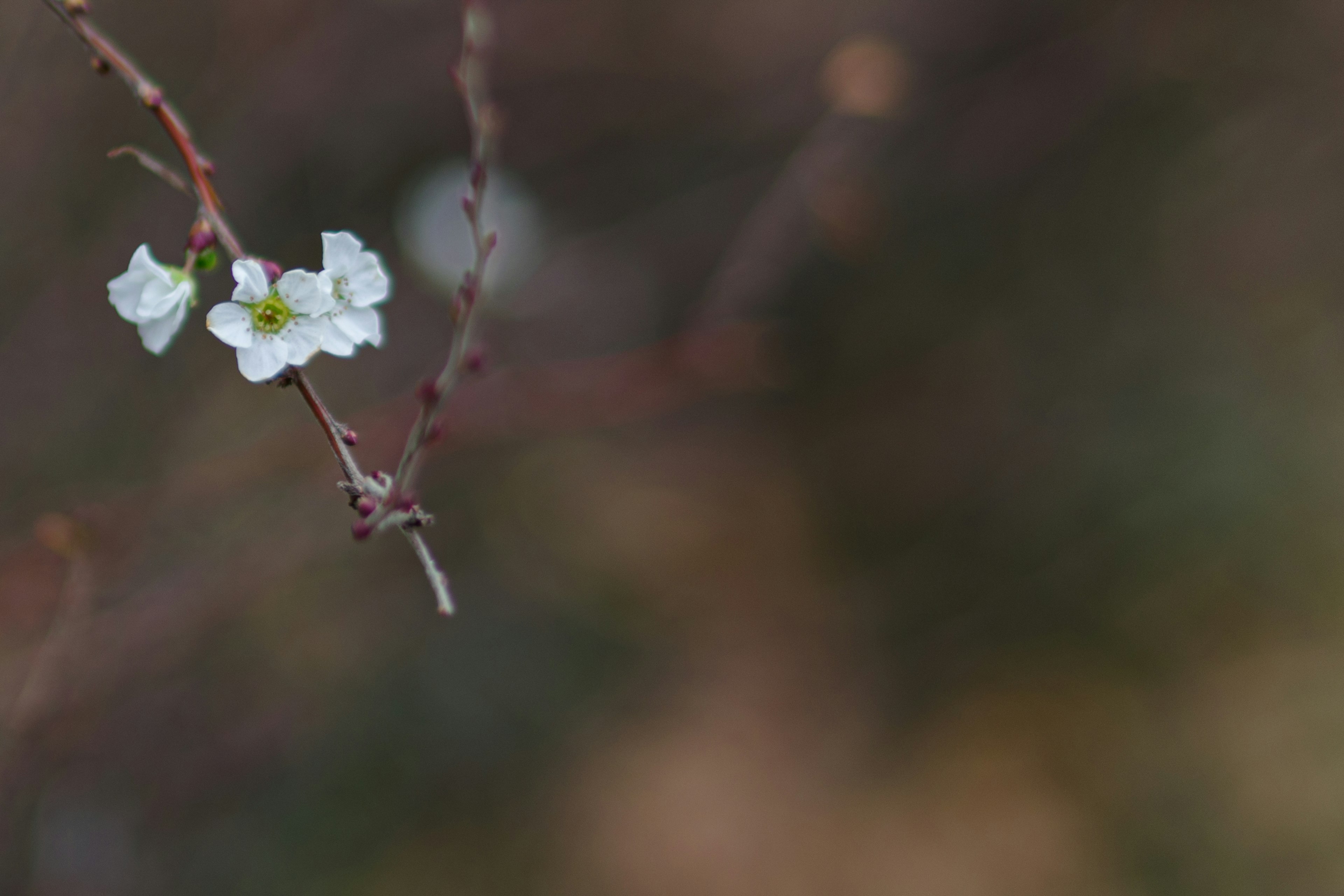 Gros plan sur une branche avec des fleurs blanches