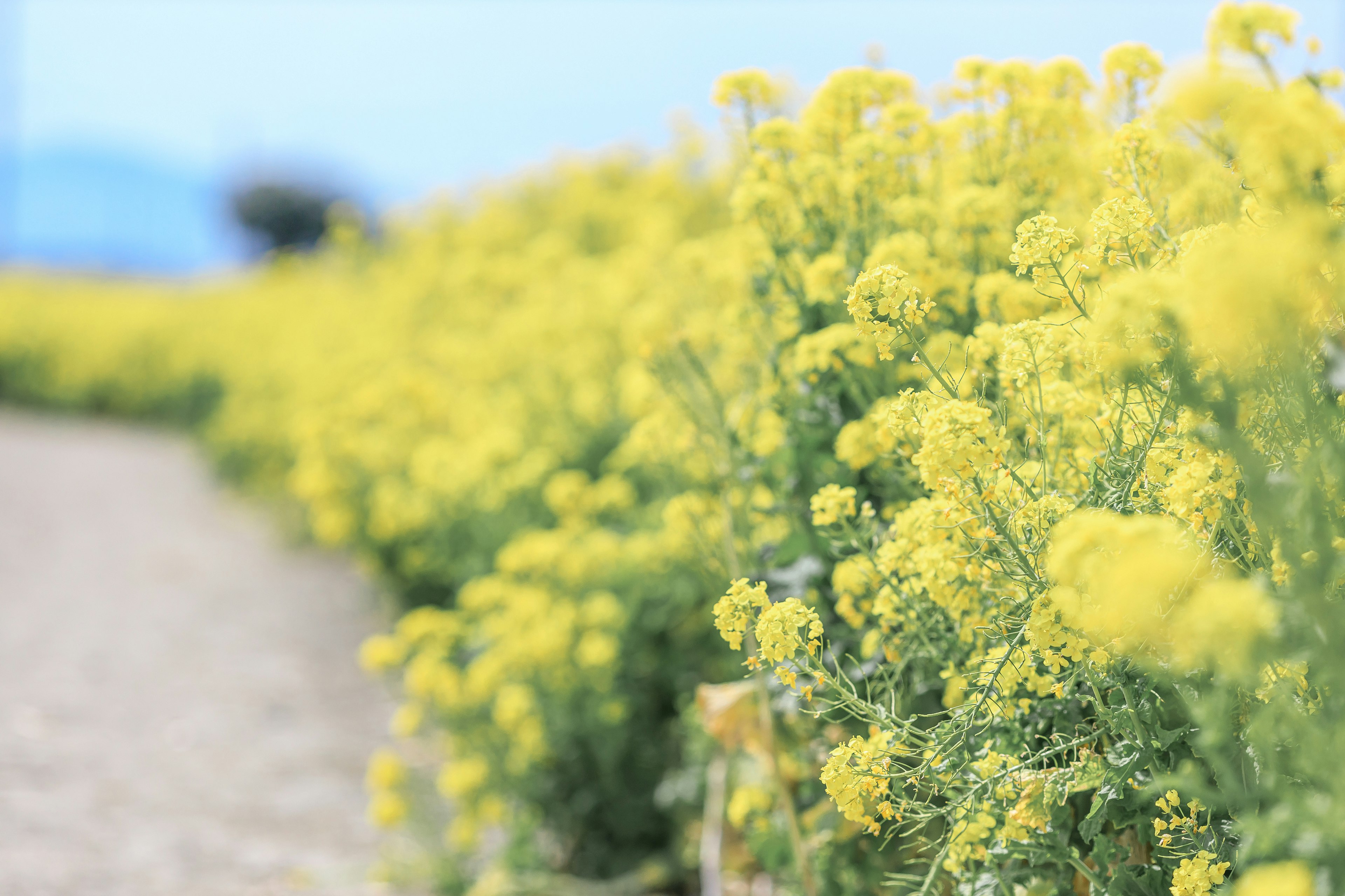 Campo de flores amarillas vibrantes a lo largo de un camino