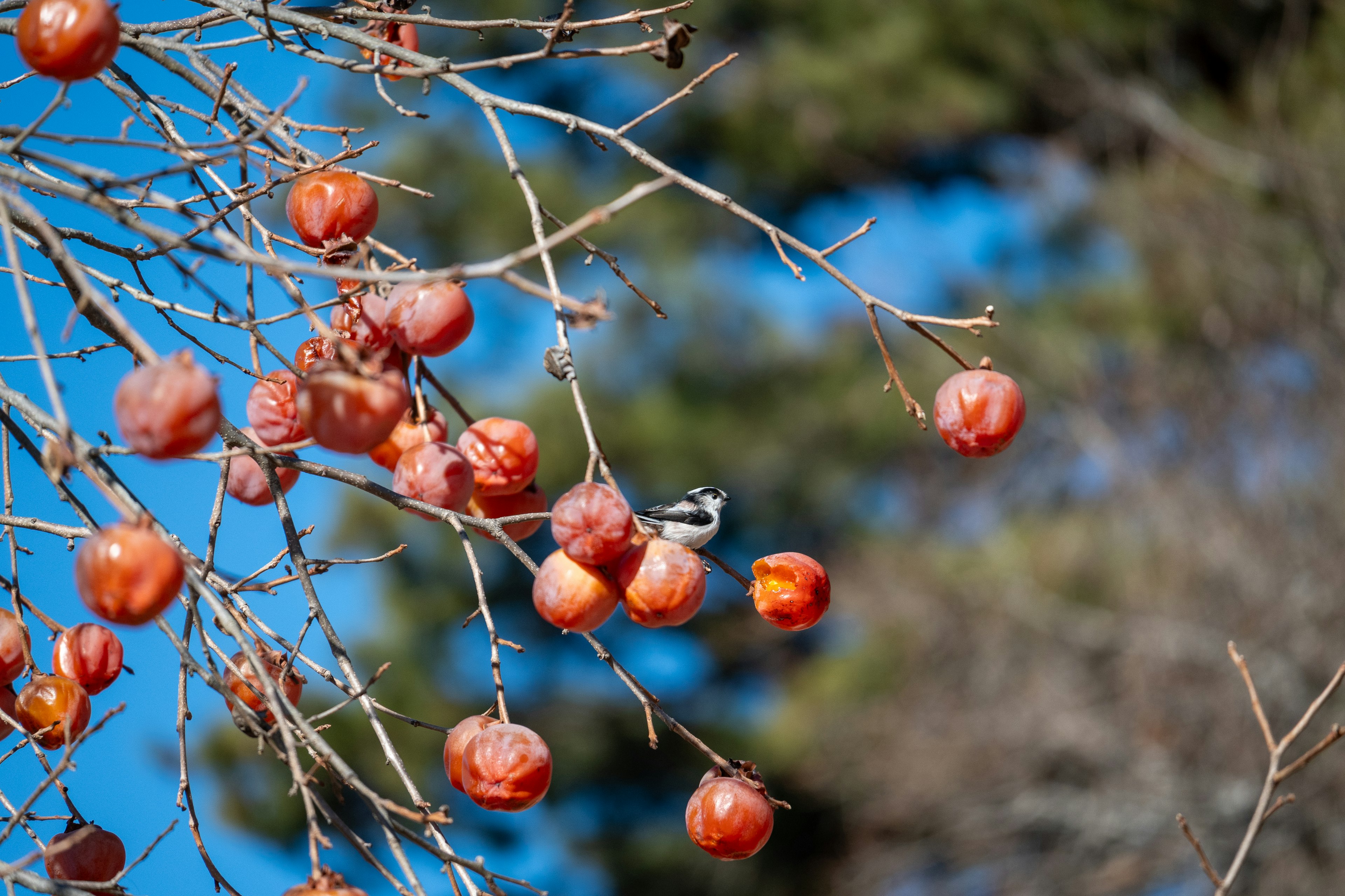 Image of a tree with red fruits and a small bird under a blue sky