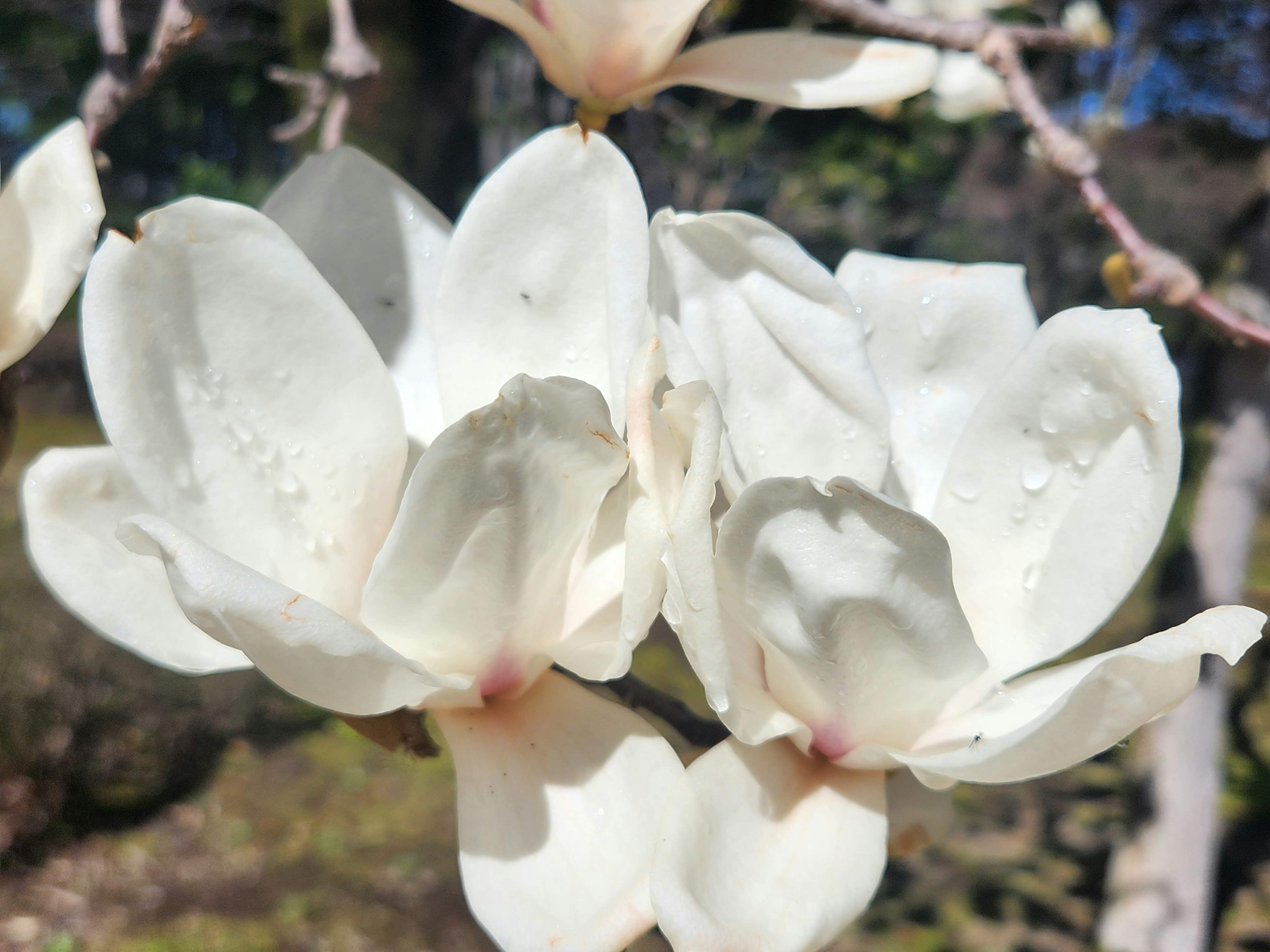 Gros plan de fleurs de magnolia blanches en fleurs