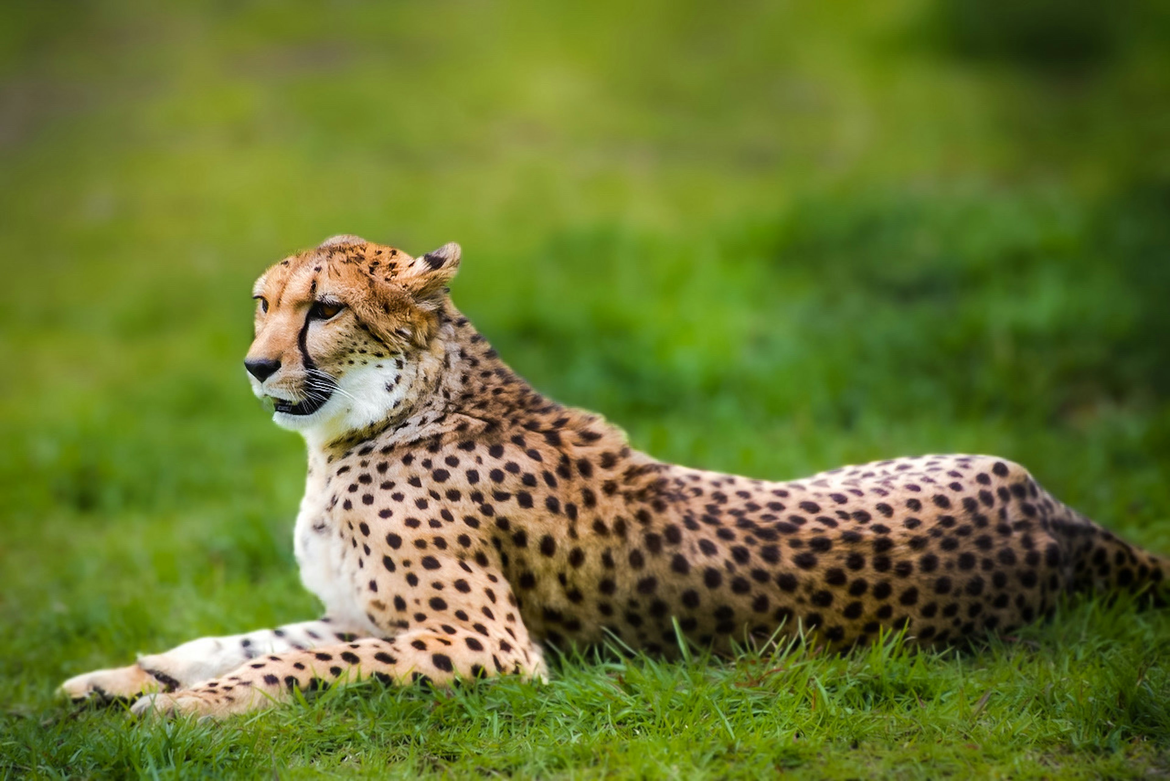 Gepard liegt auf dem Gras mit geflecktem Fell und scharfen Augen