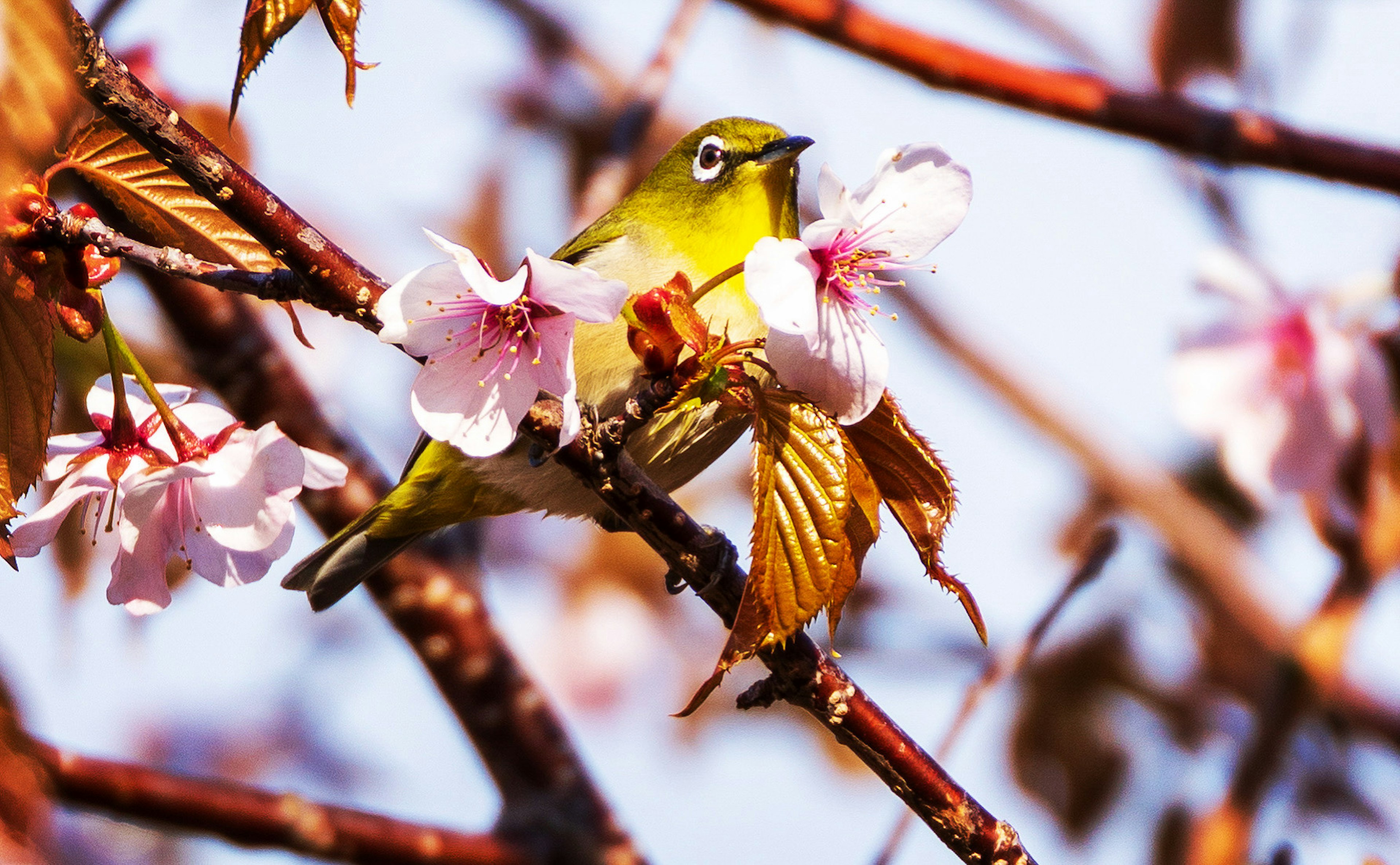 桜の花の中にいる小さな黄色い鳥