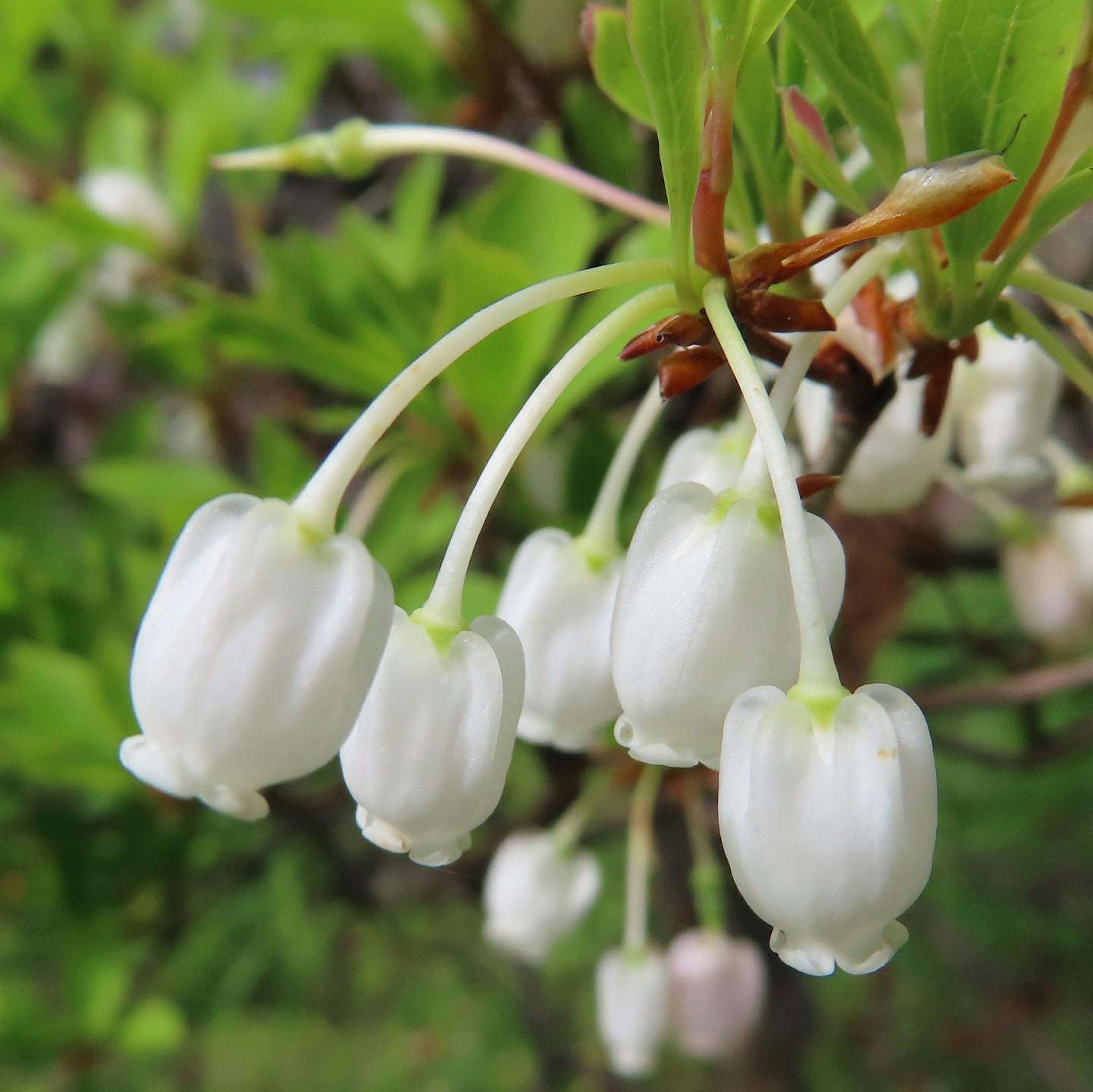 Cluster von weißen Blumen, die anmutig hängen