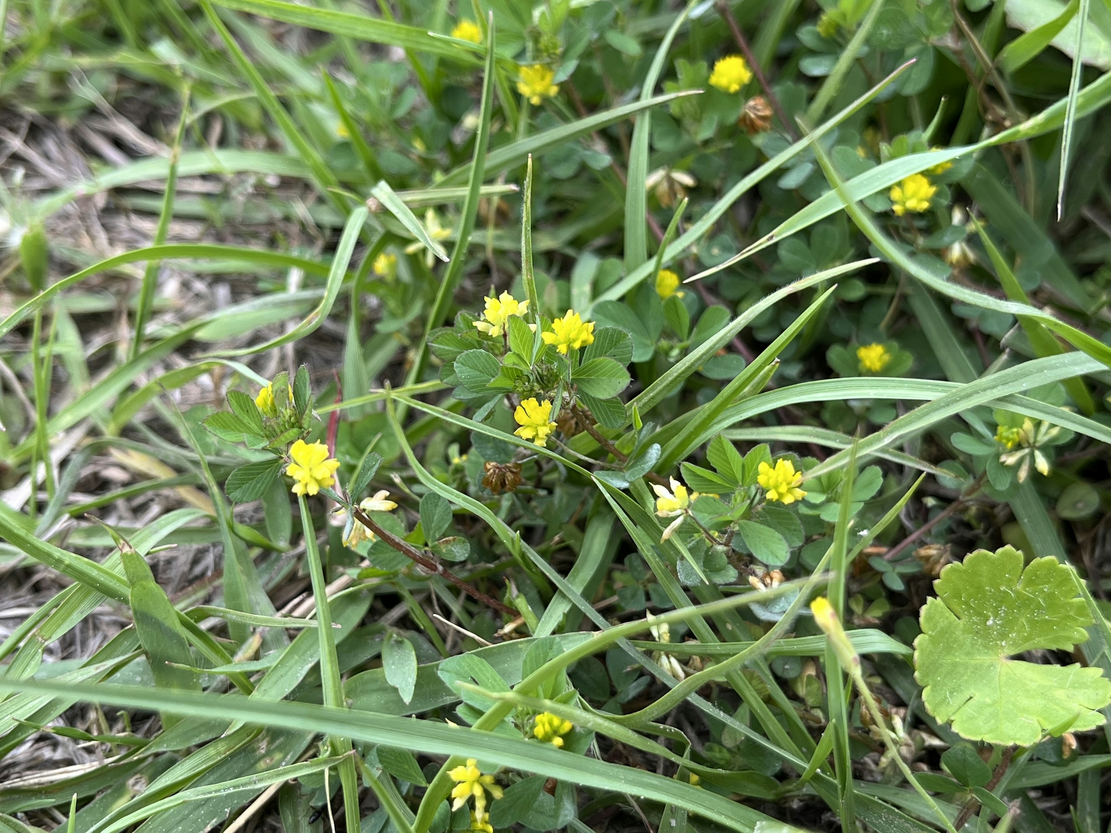 Bunga kuning mekar di antara rumput hijau