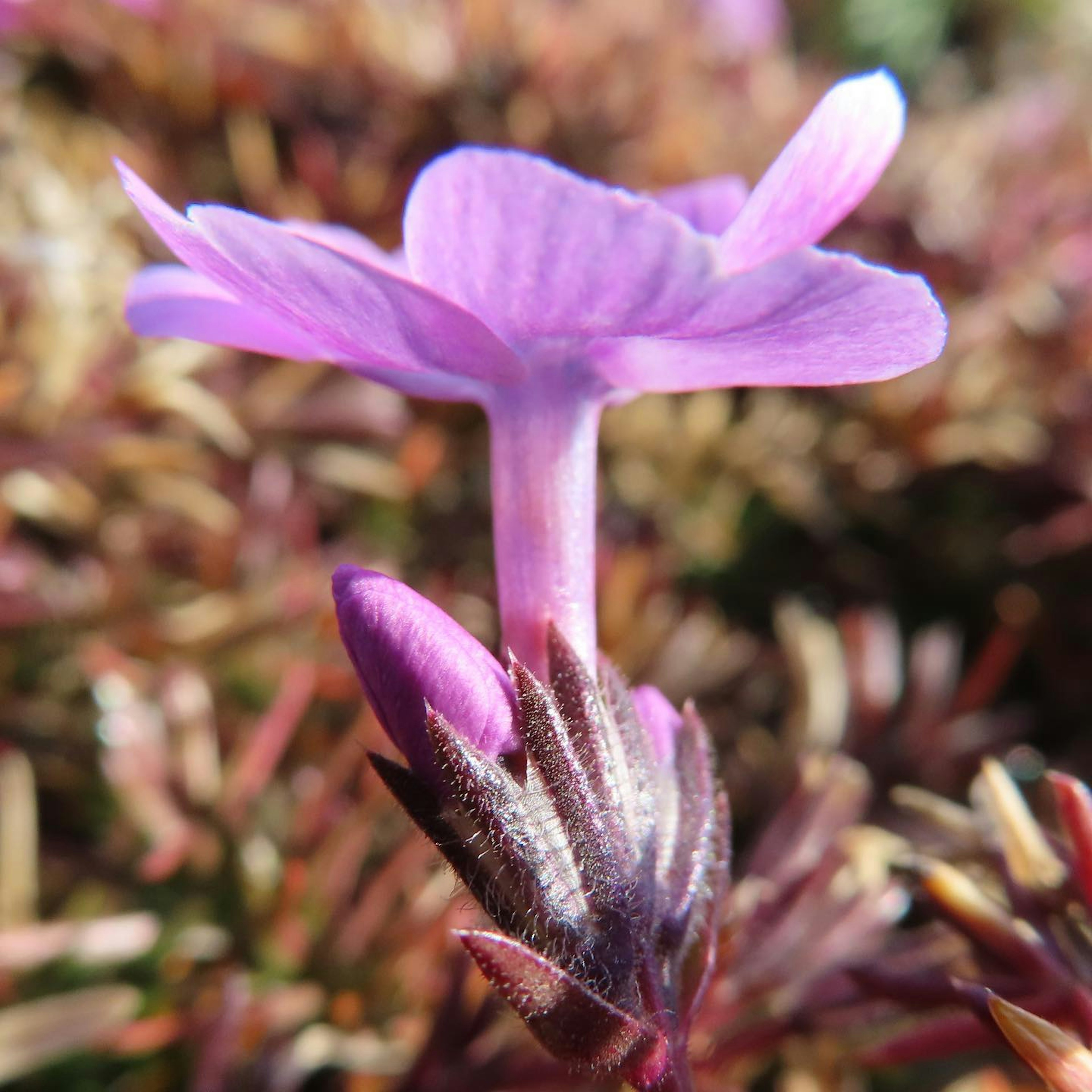 Fleur violette se détache sur un fond de feuillage brun-rouge