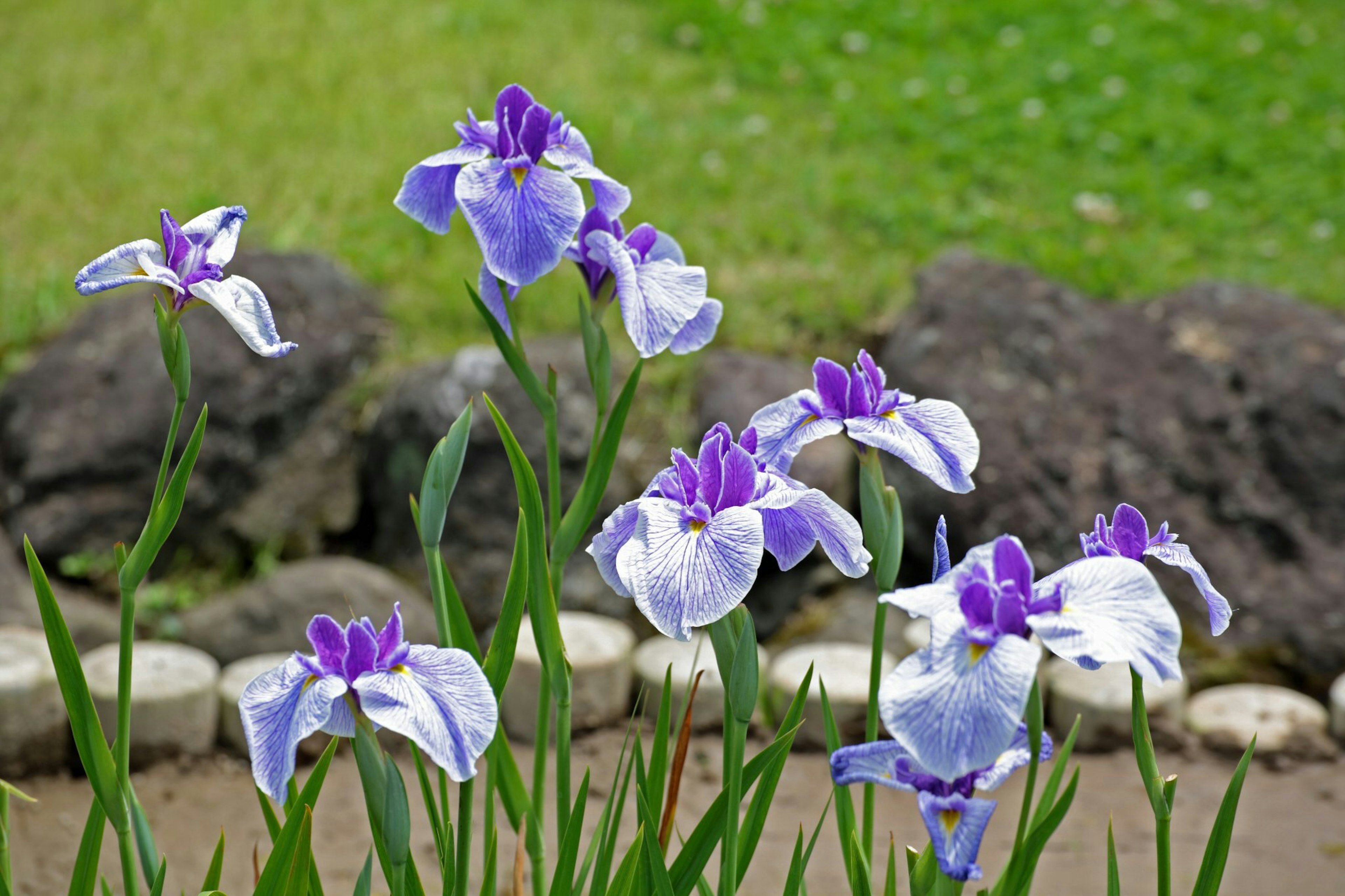 Ansammlung von Irisblumen mit lila und weißen Blüten grüner Hintergrund mit Steinkante