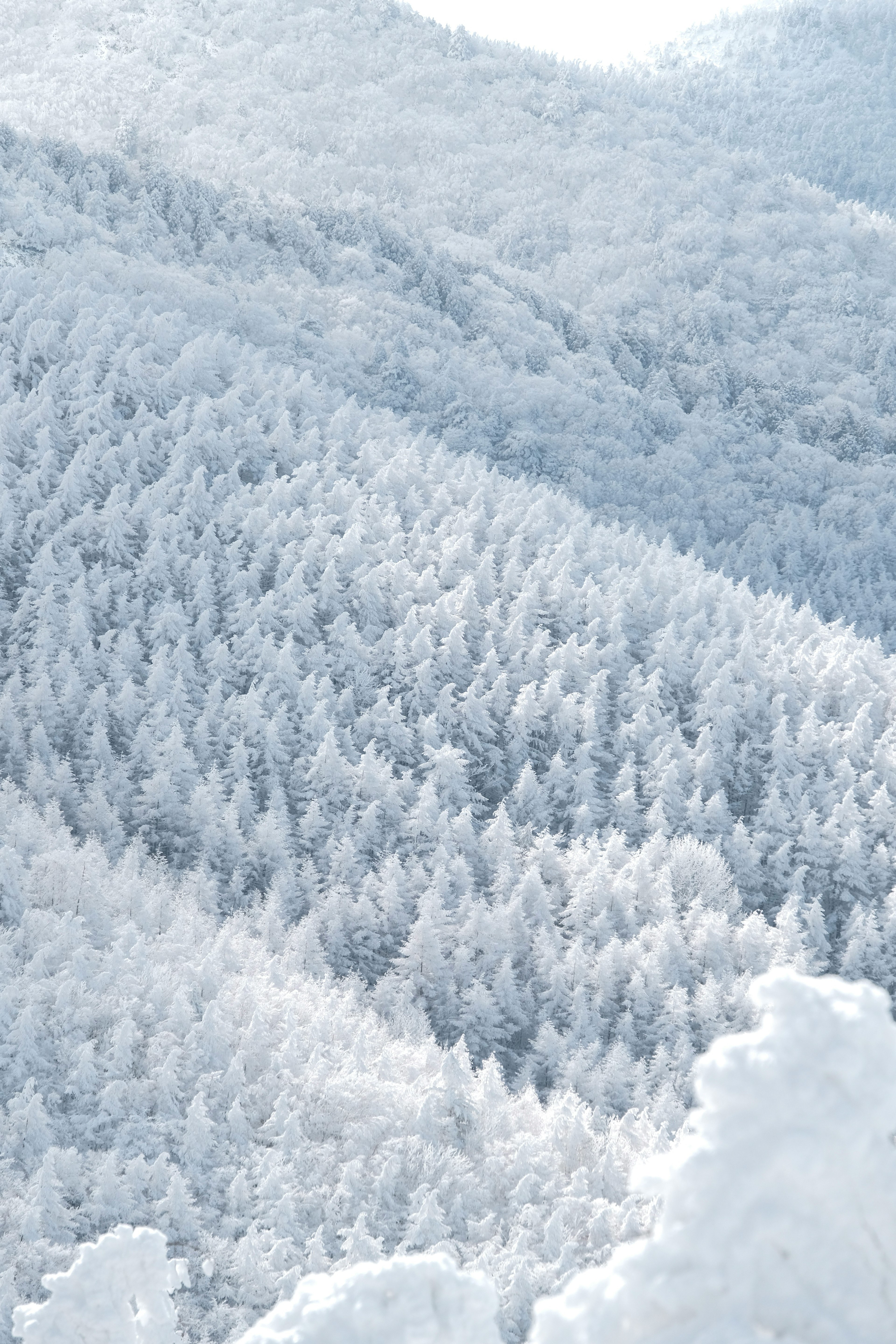 雪に覆われた木々の連なりが広がる冬の風景