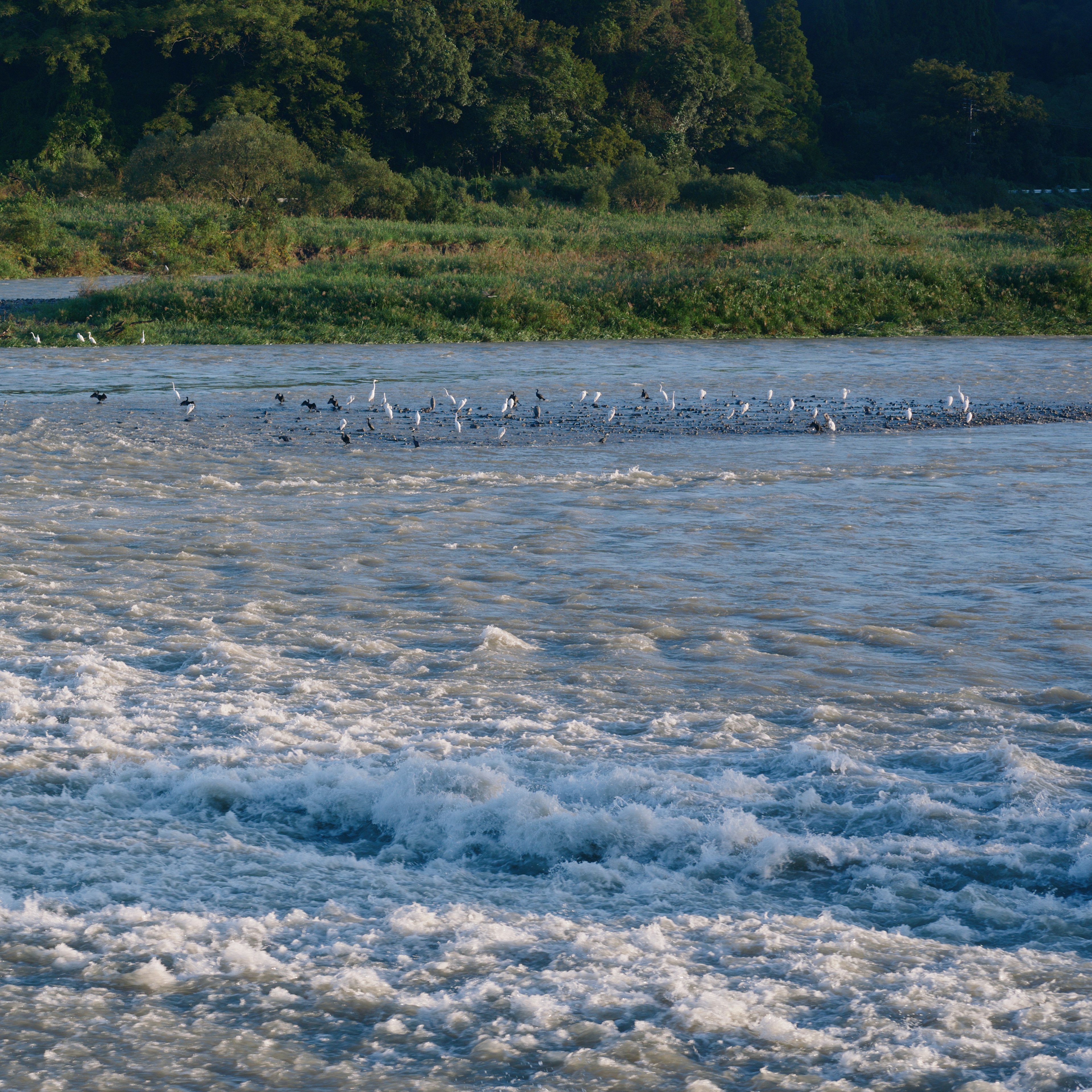 穏やかな水面に白い鳥が群れをなしている風景