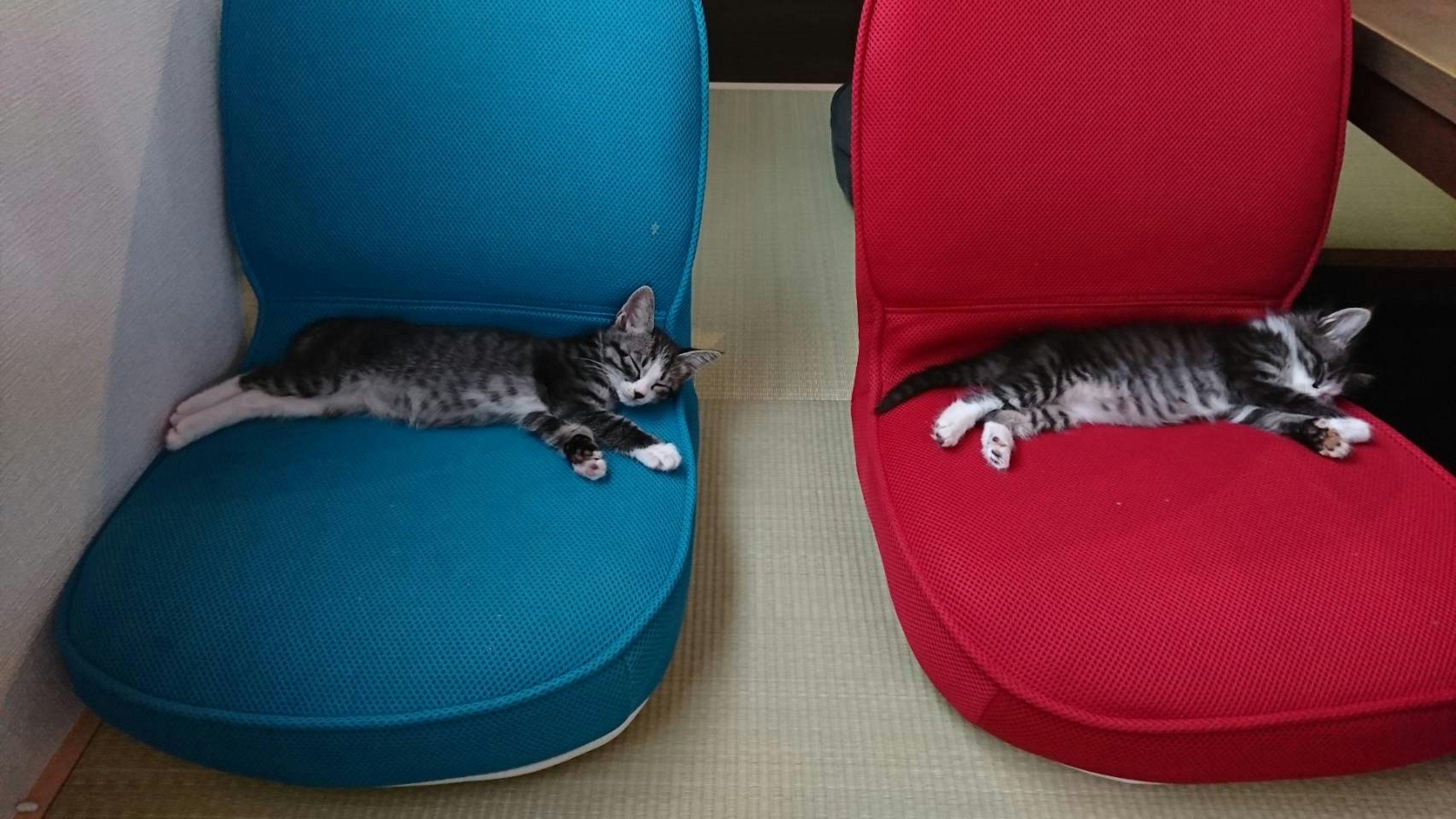 Two kittens sleeping on two chairs one blue and one red