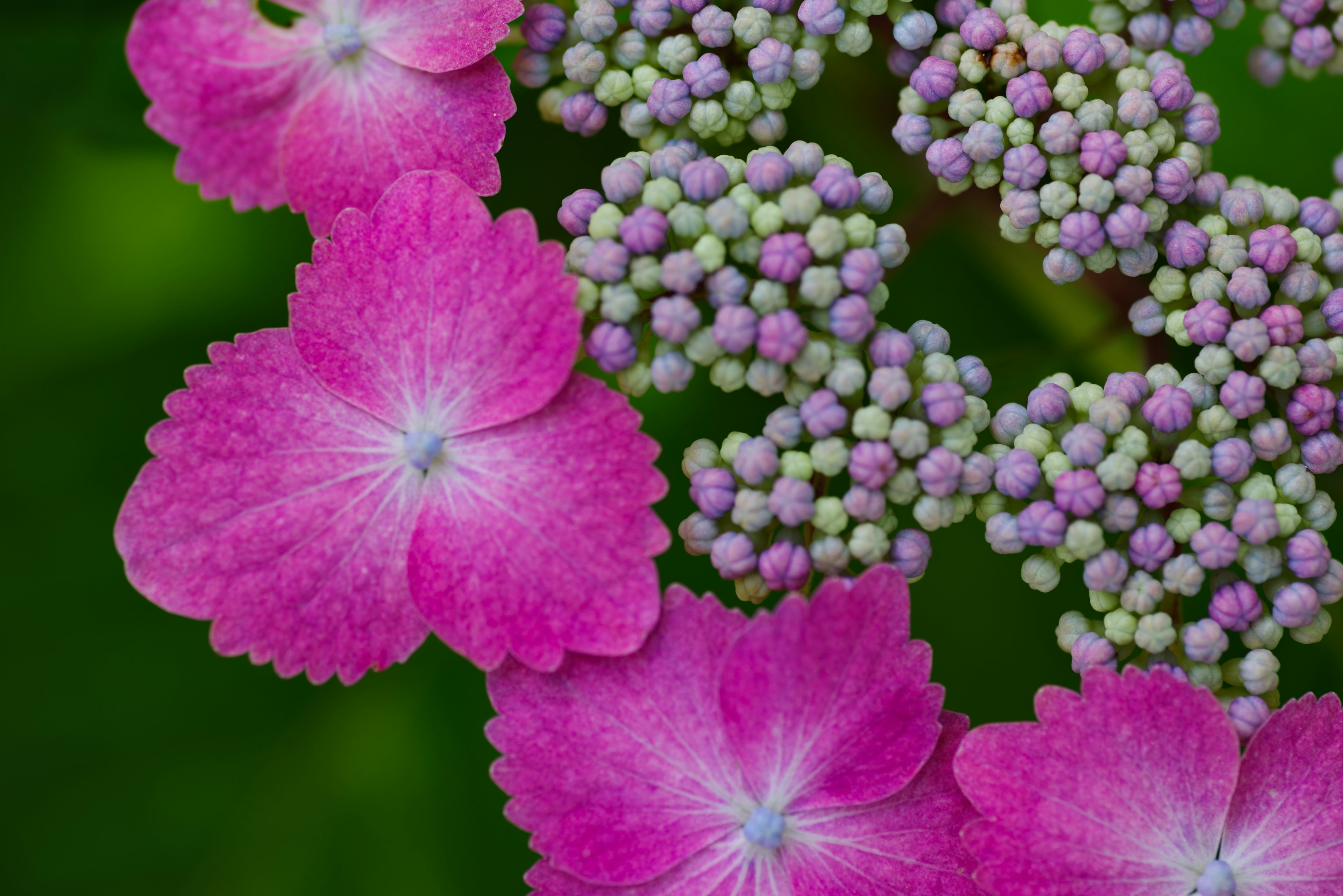 鮮やかなピンクの花とつぼみが緑の背景に映える写真