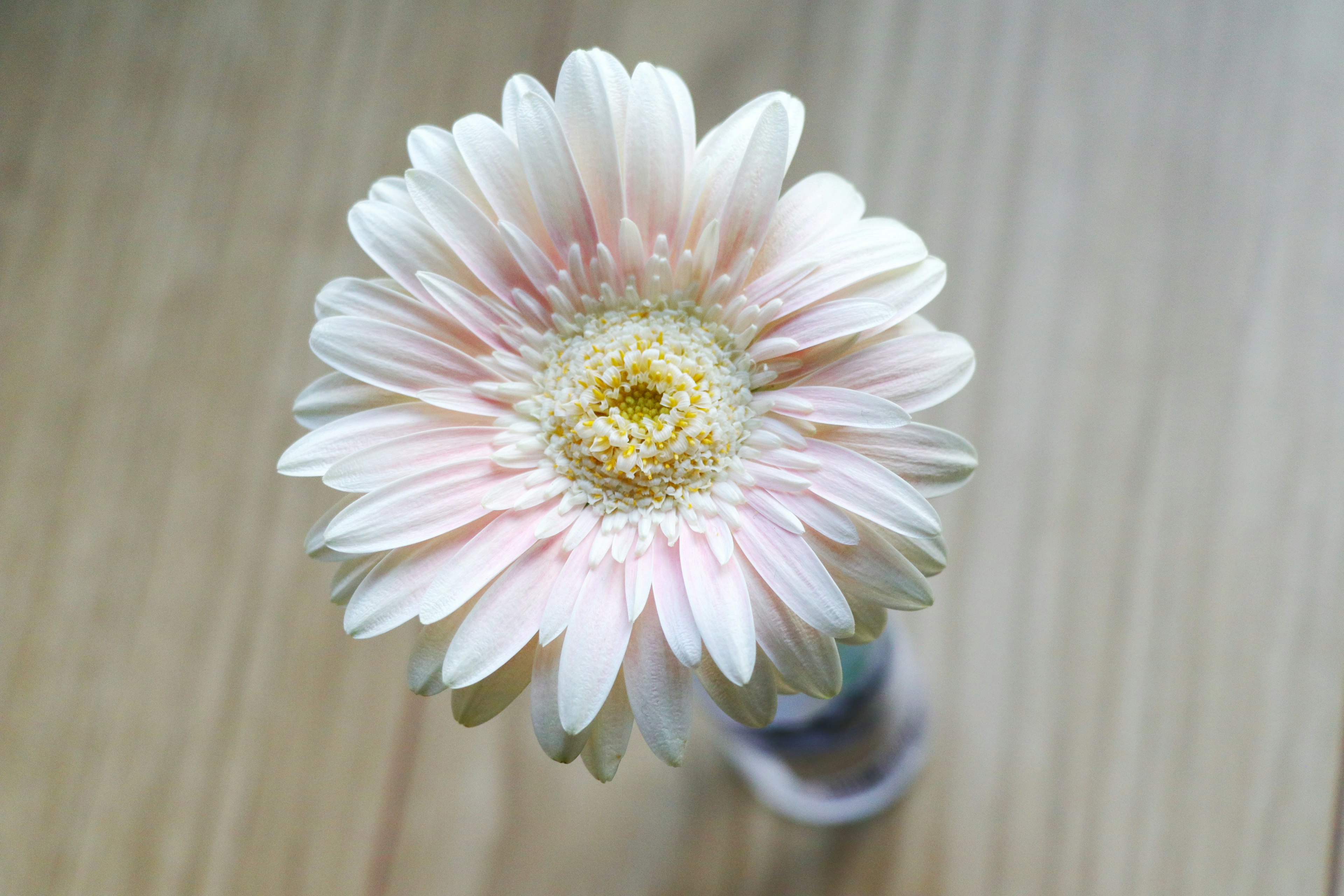 Una flor de gerbera rosa pálido colocada sobre una mesa de madera