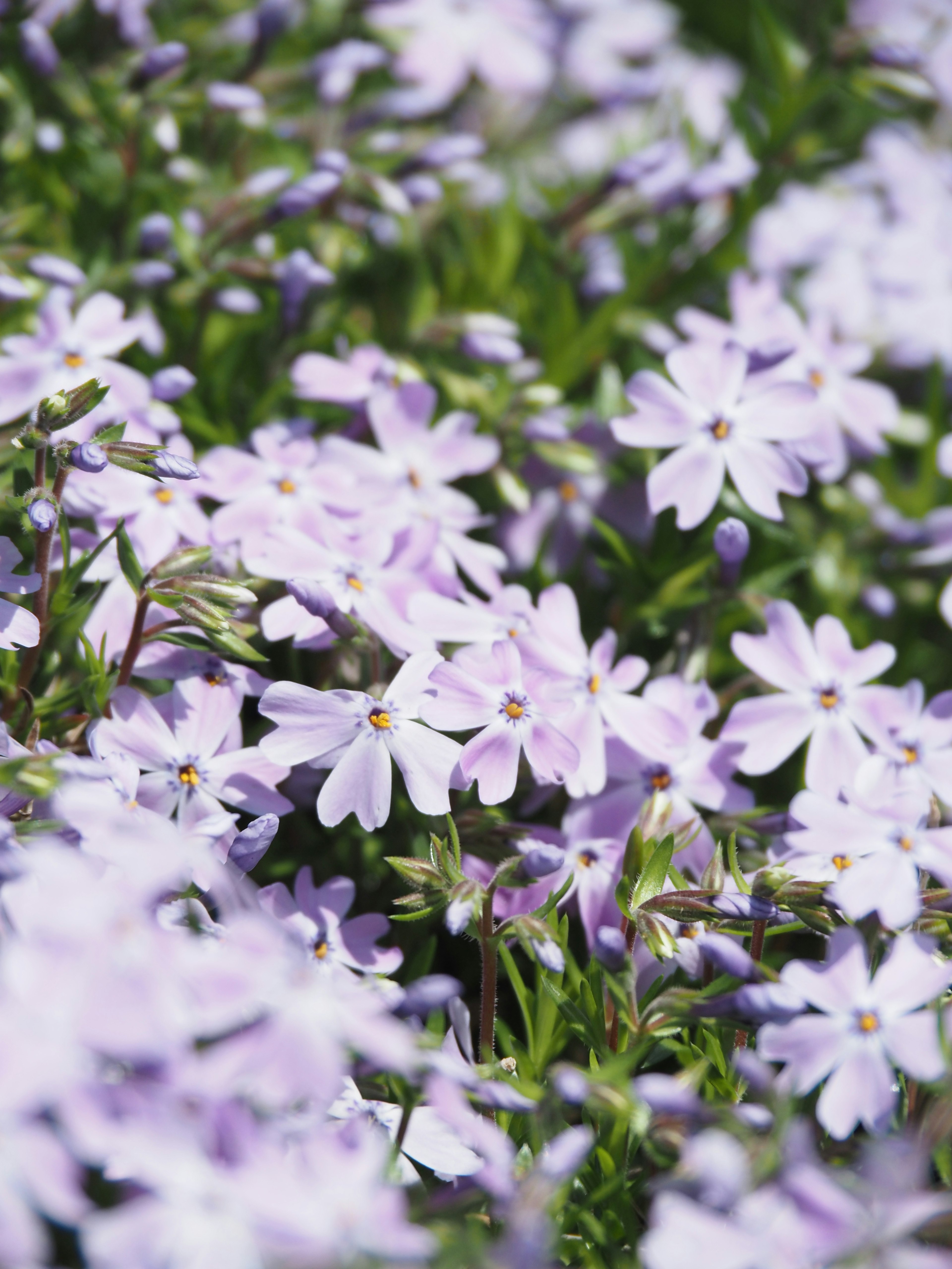 Primer plano de un campo de pequeñas flores moradas