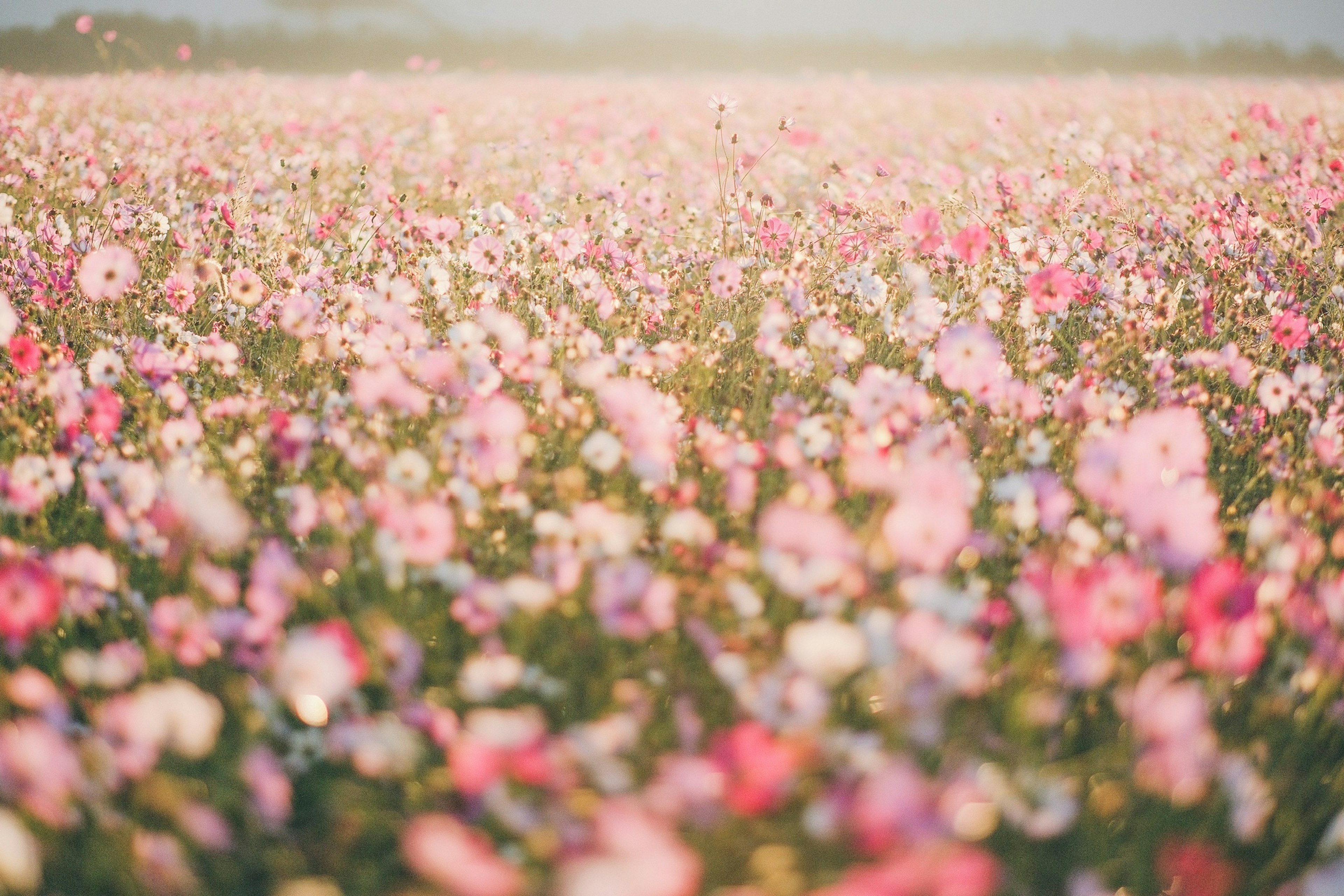 Vast flower field blooming with colorful flowers