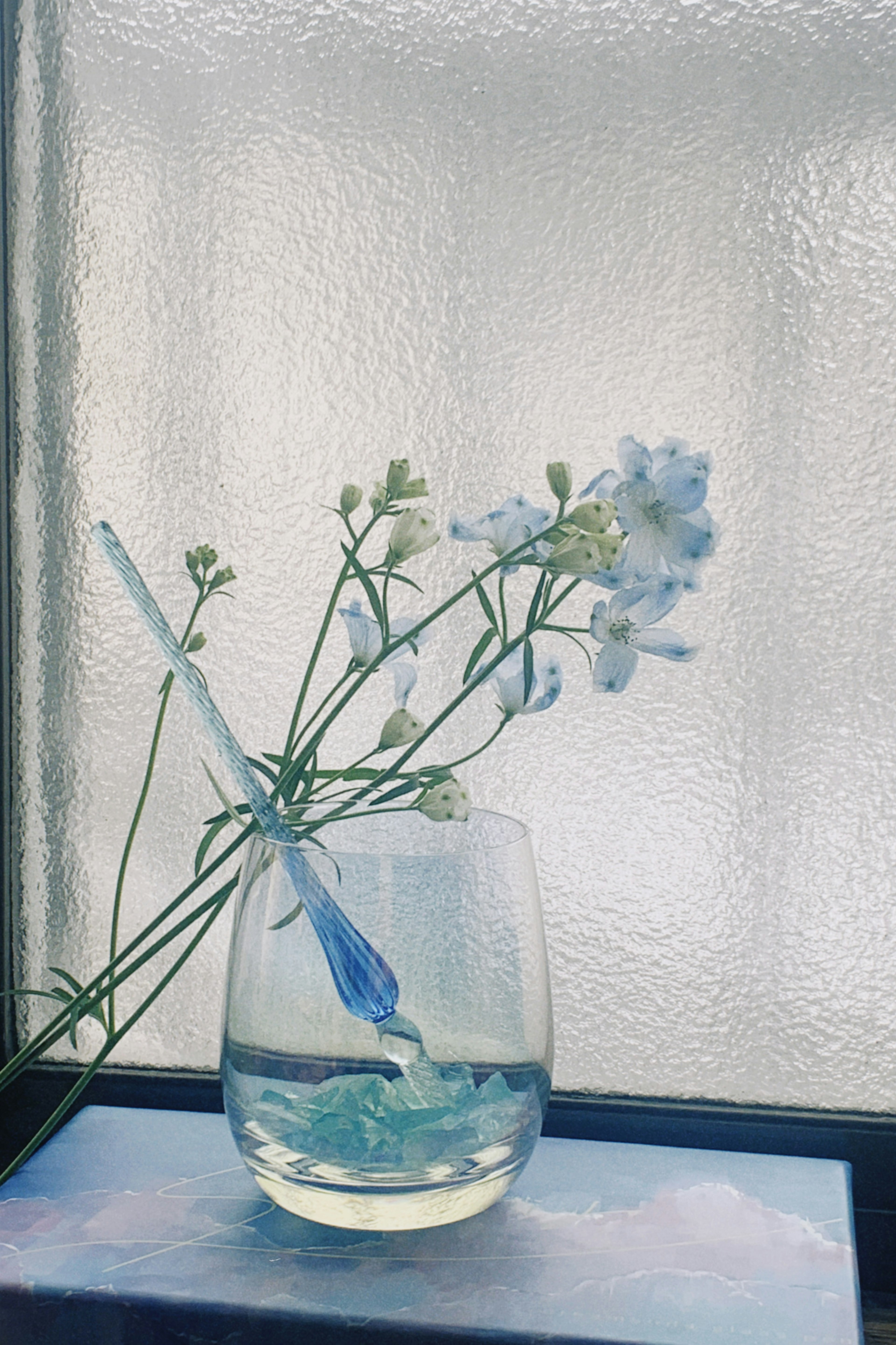 Un vaso transparente con agua y flores azules delicadas dispuestas artísticamente