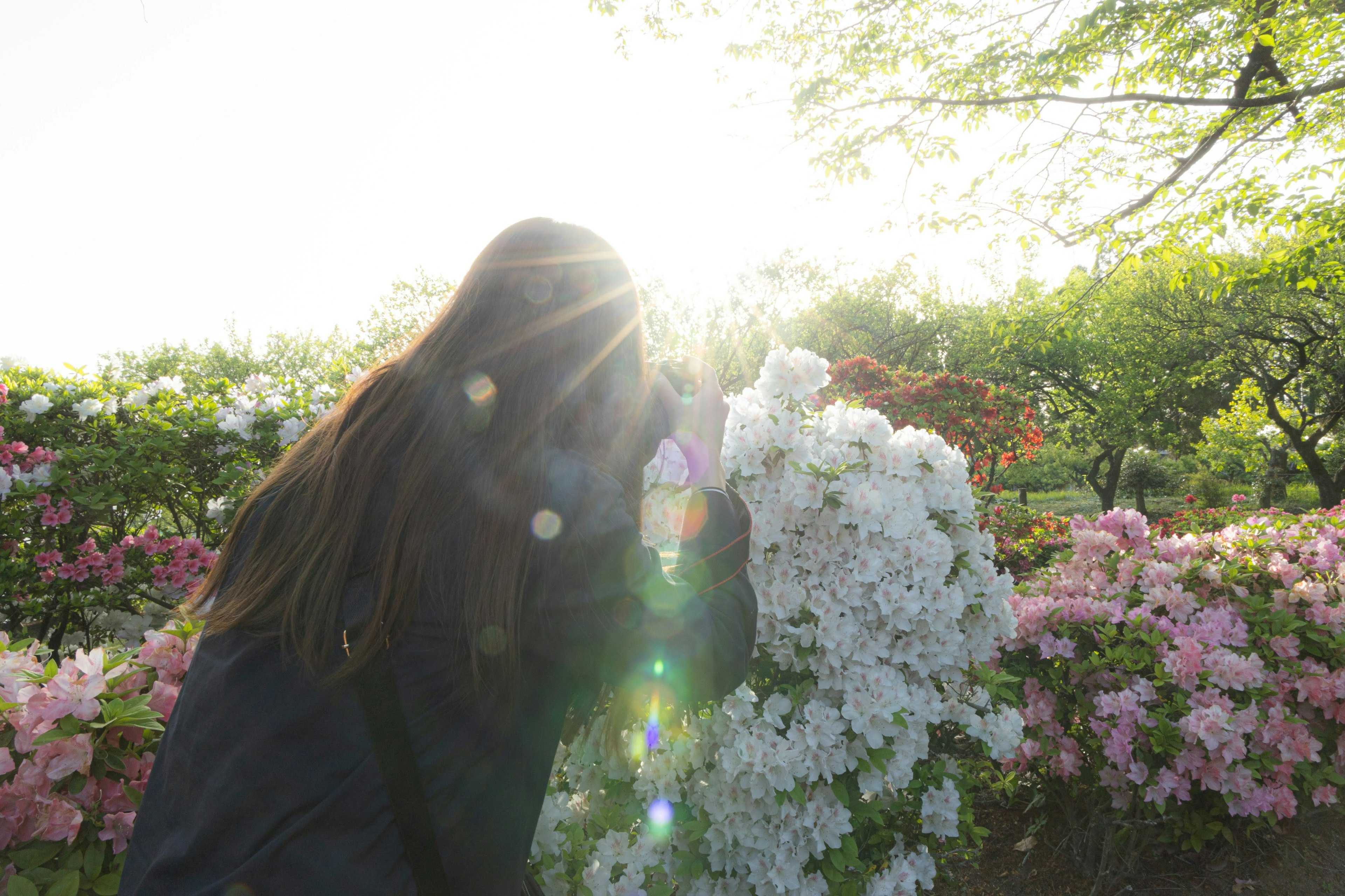 太陽の光が差し込む中で花に寄り添う女性のシルエット