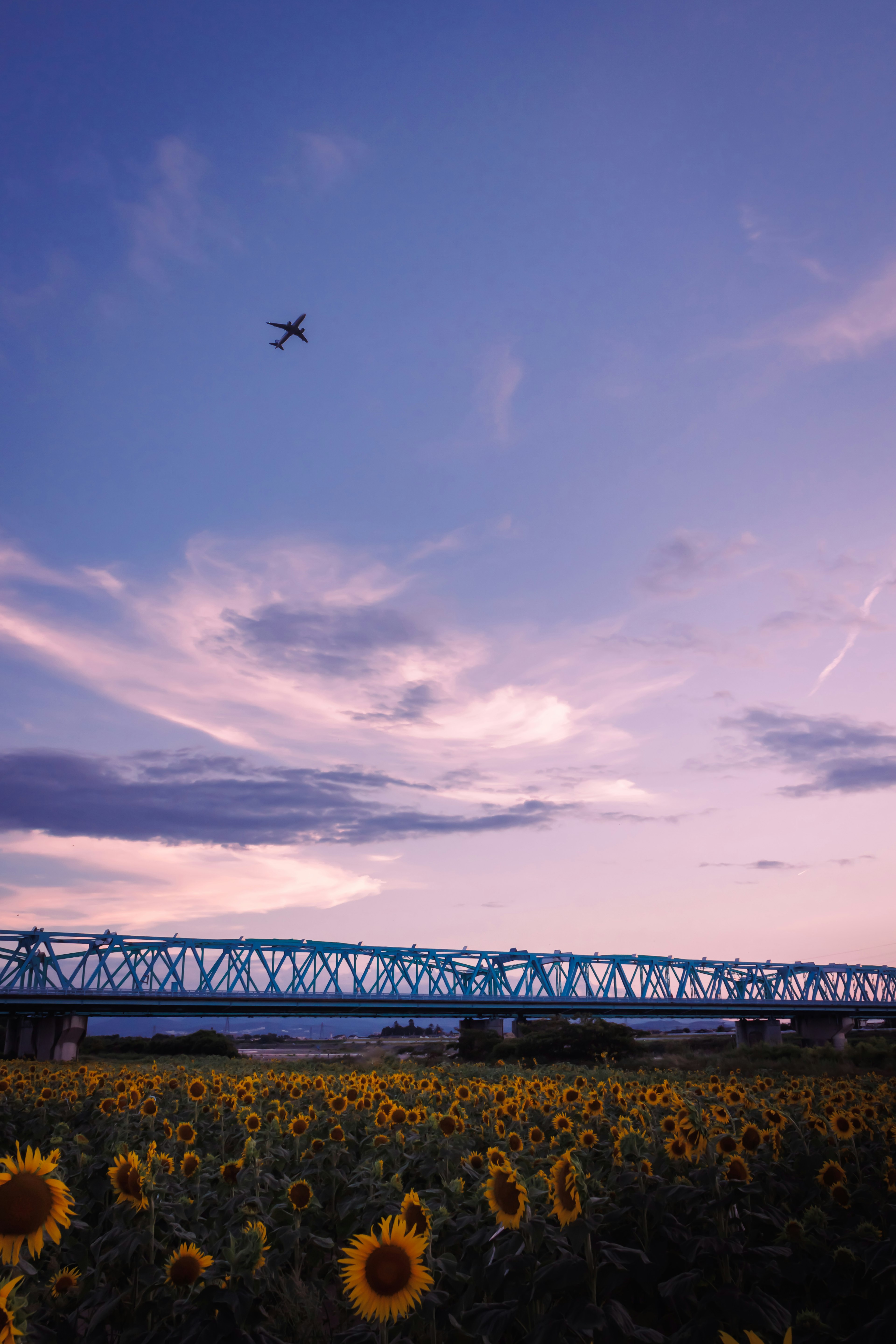 ひまわり畑の上空に飛行機が飛んでいる夕暮れの風景