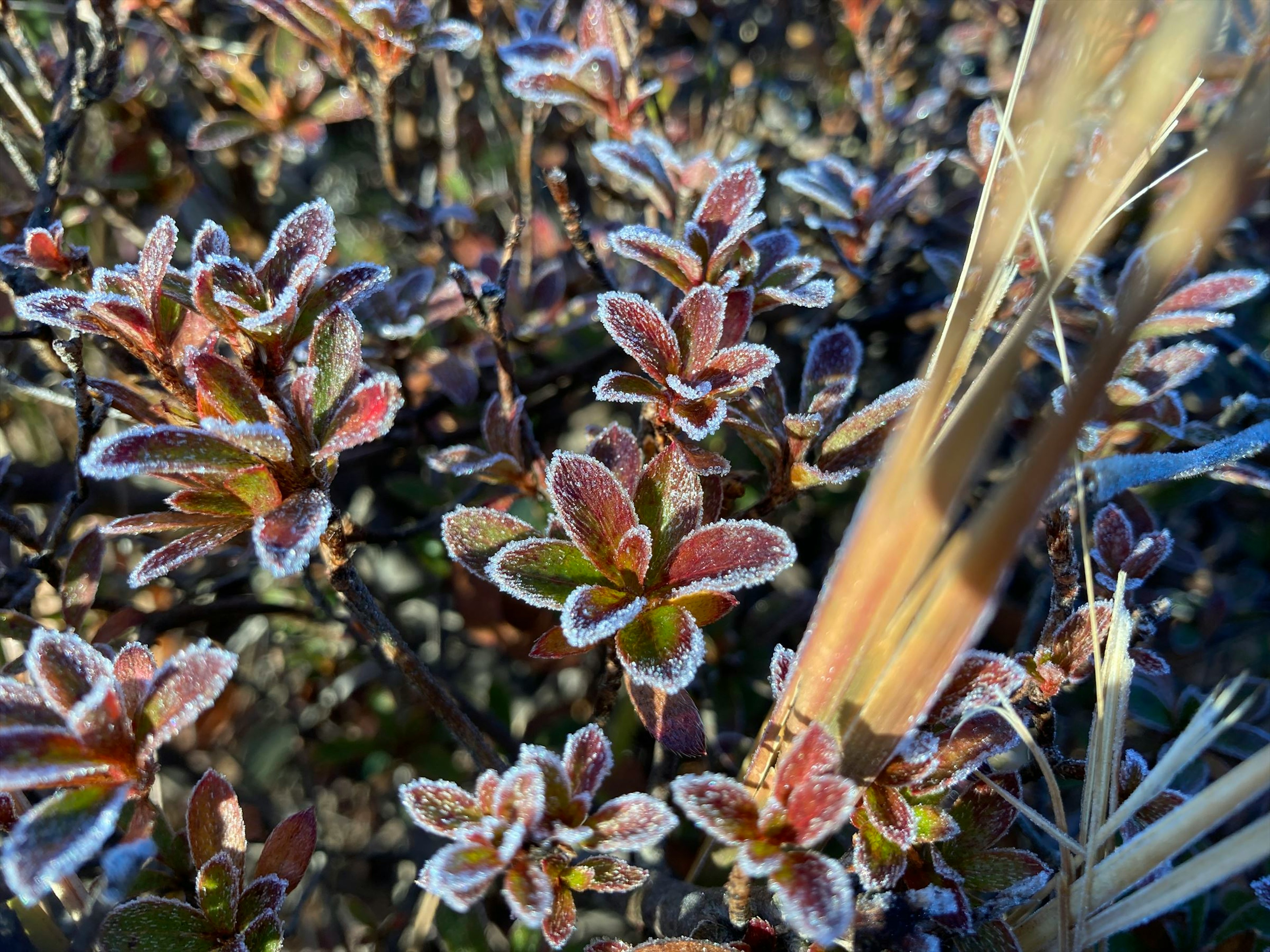 Frost-covered leaves of plants with grass tips