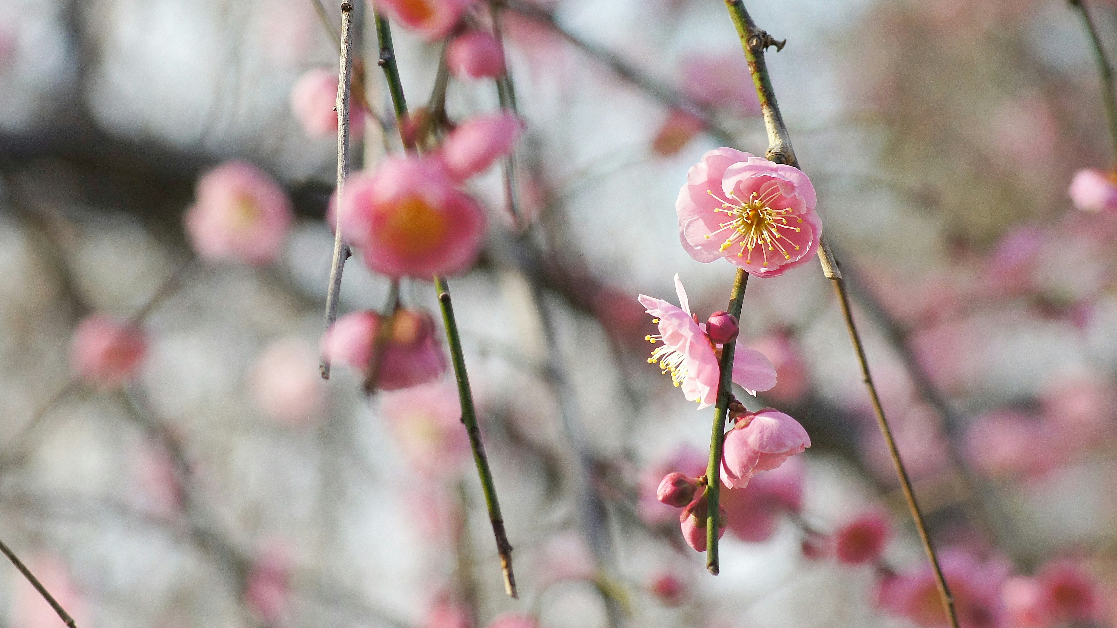 Primo piano di rami di pruno con delicati fiori rosa