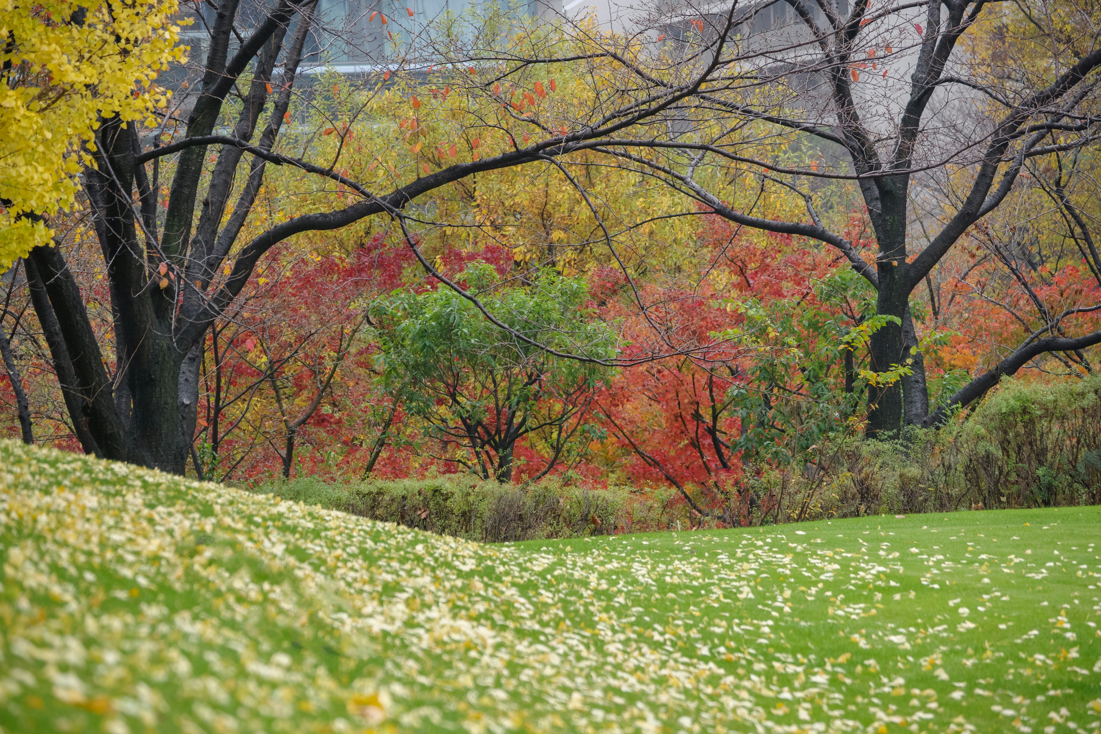 Autumn landscape with colorful leaves green grass and tree silhouettes