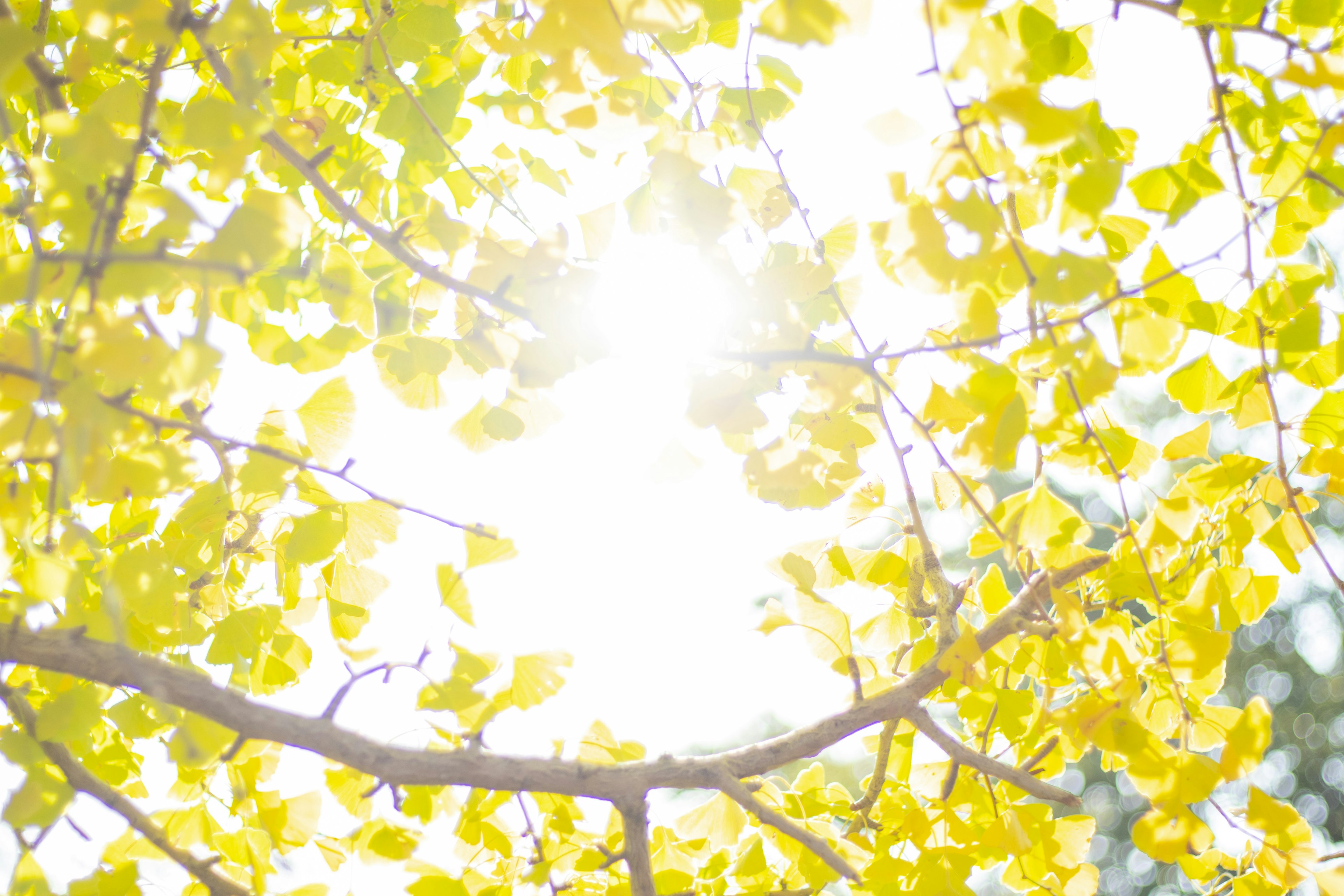 Luz del sol brillando a través de hojas amarillas en ramas de árbol