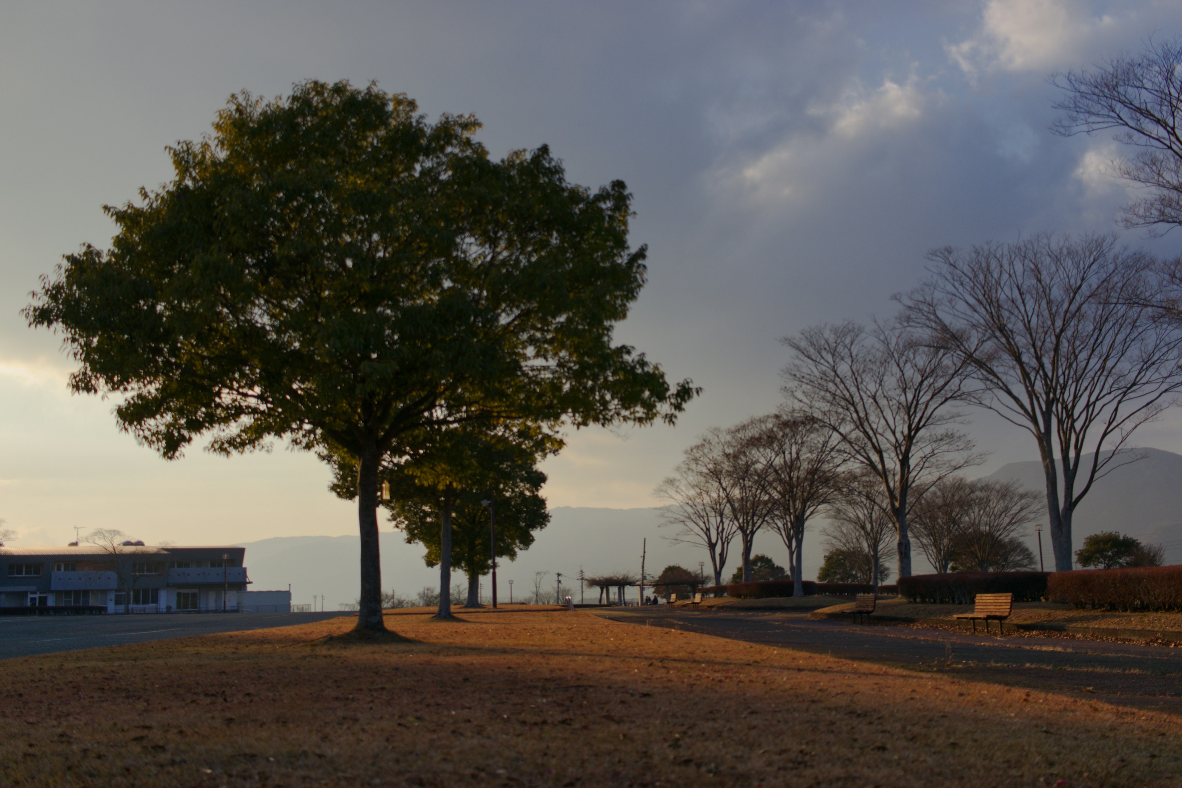 夕暮れ時の公園の風景 緑の木と乾燥した草地がある