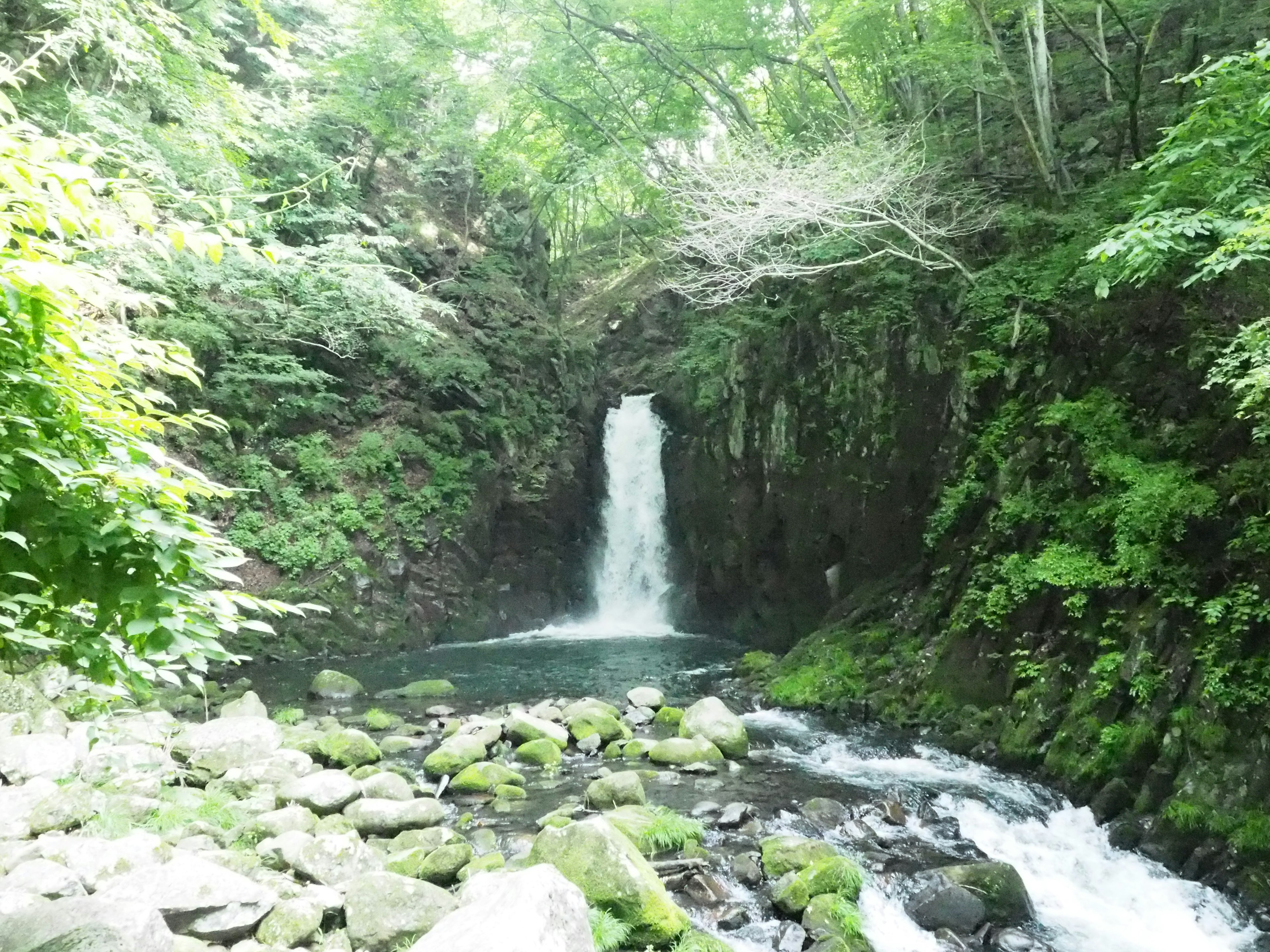 Una cascata che scorre in mezzo a una foresta lussureggiante