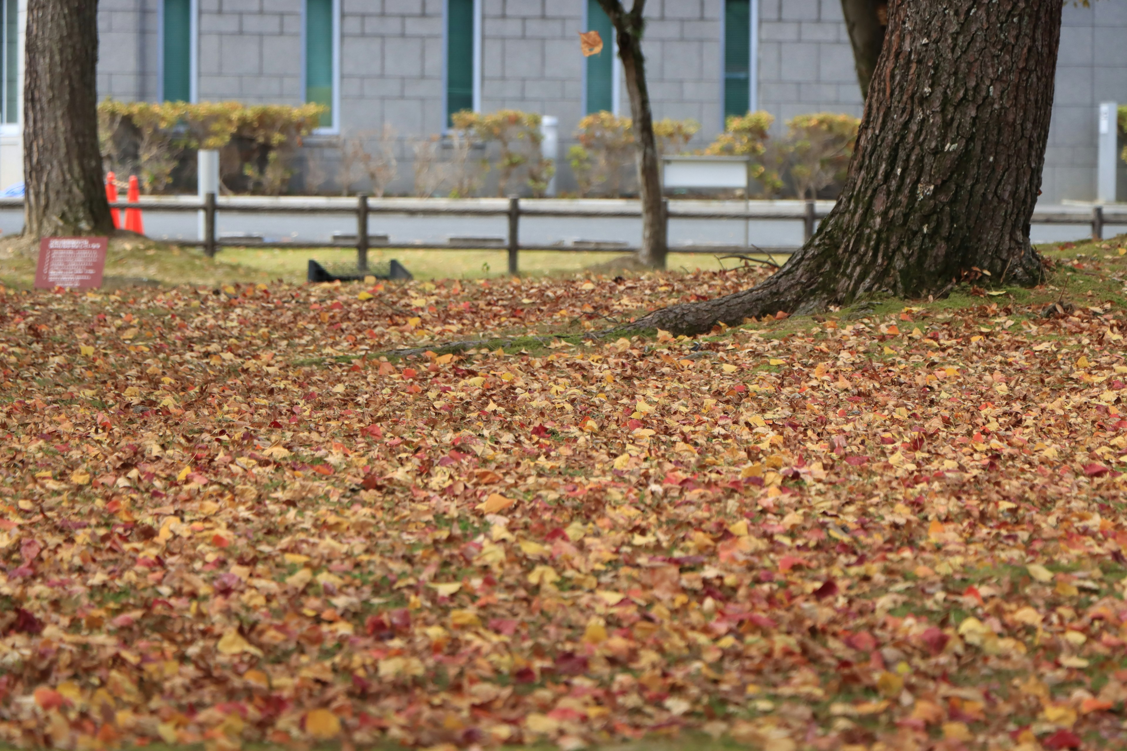 Parkszene mit Herbstblättern, die den Boden bedecken