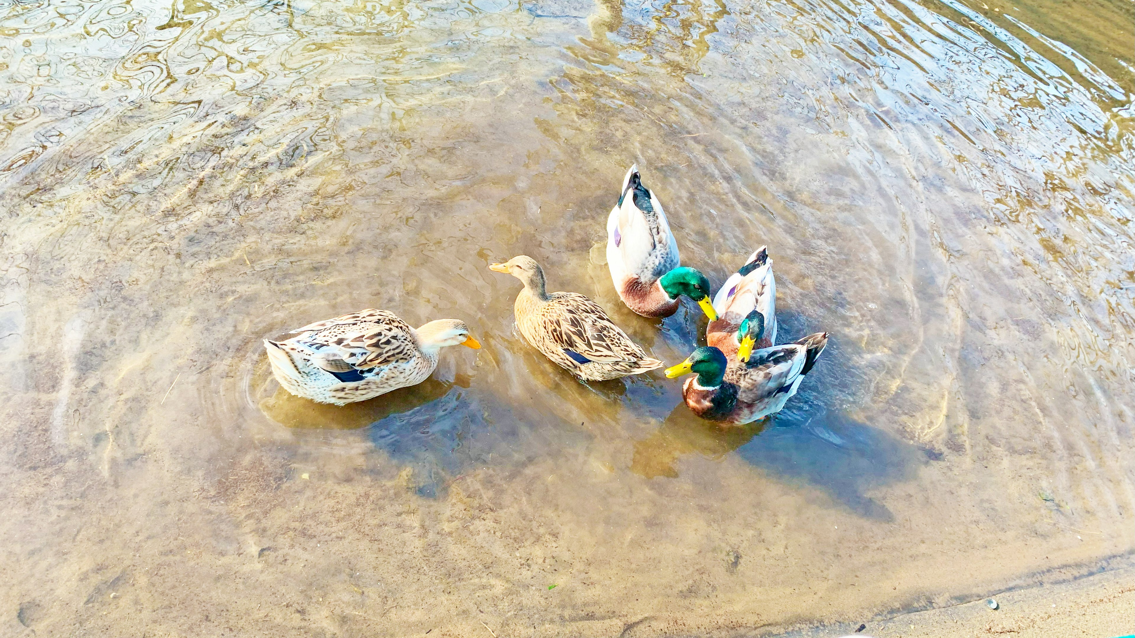 Enten, die an der Wasseroberfläche nach Nahrung suchen in einer ruhigen Flusslandschaft