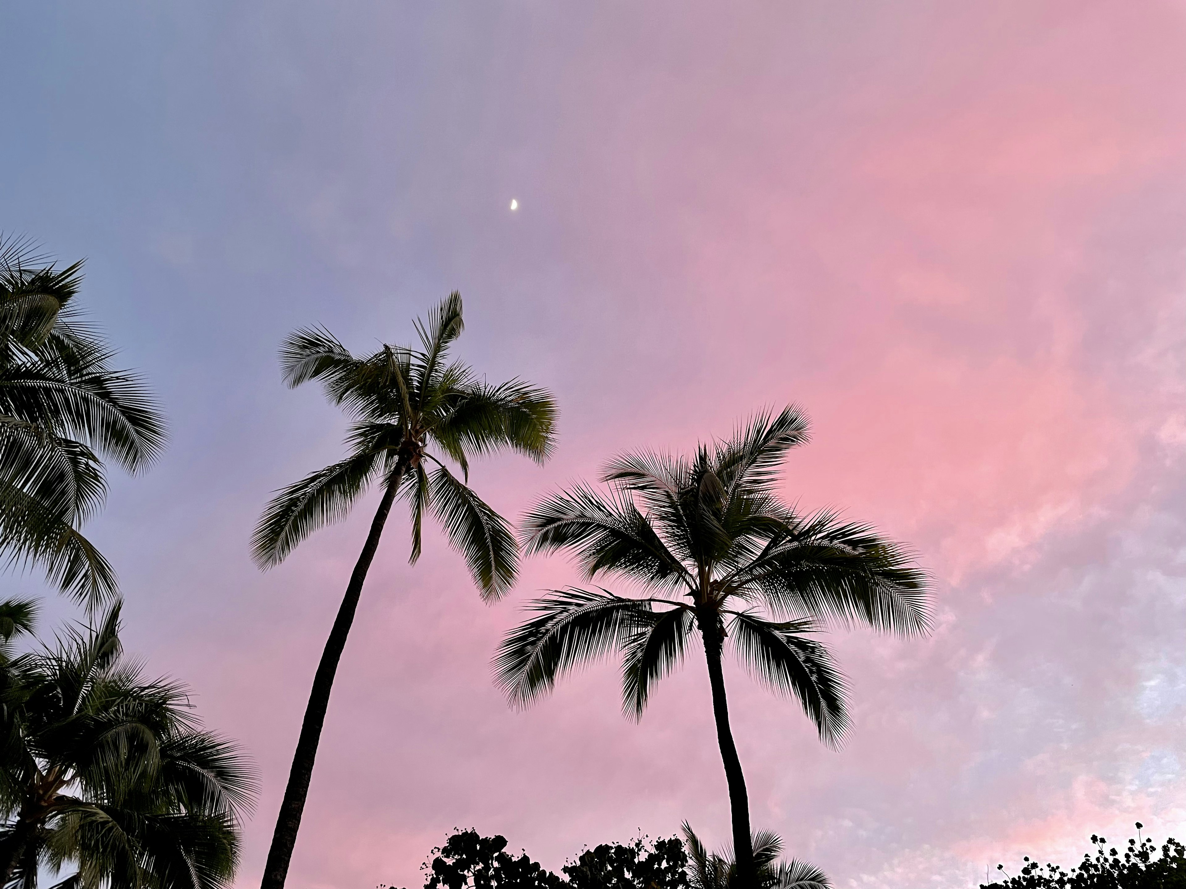 Altas palmeras en silueta contra un cielo rosa y púrpura con una pequeña luna