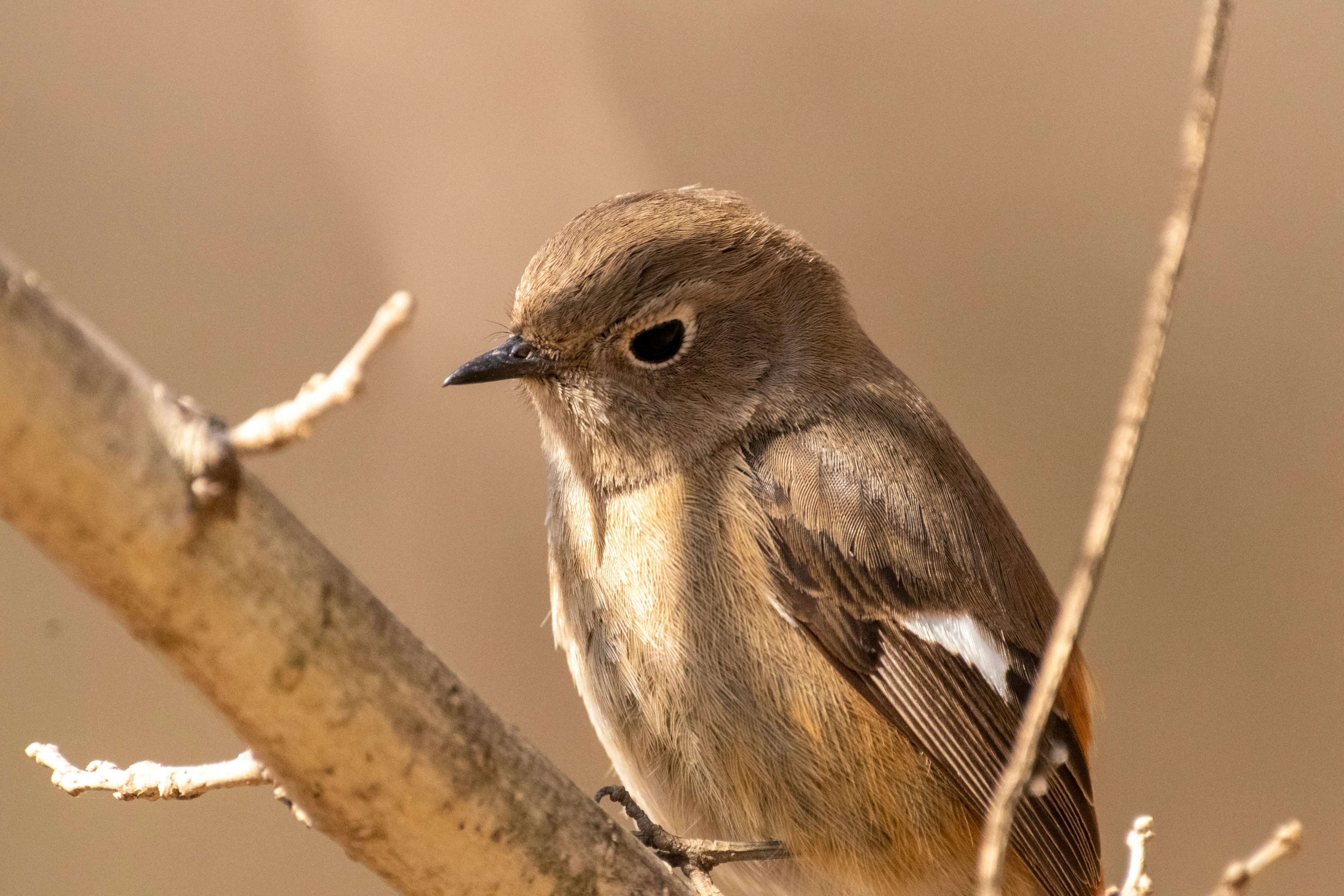 小さな鳥が枝に止まっている様子