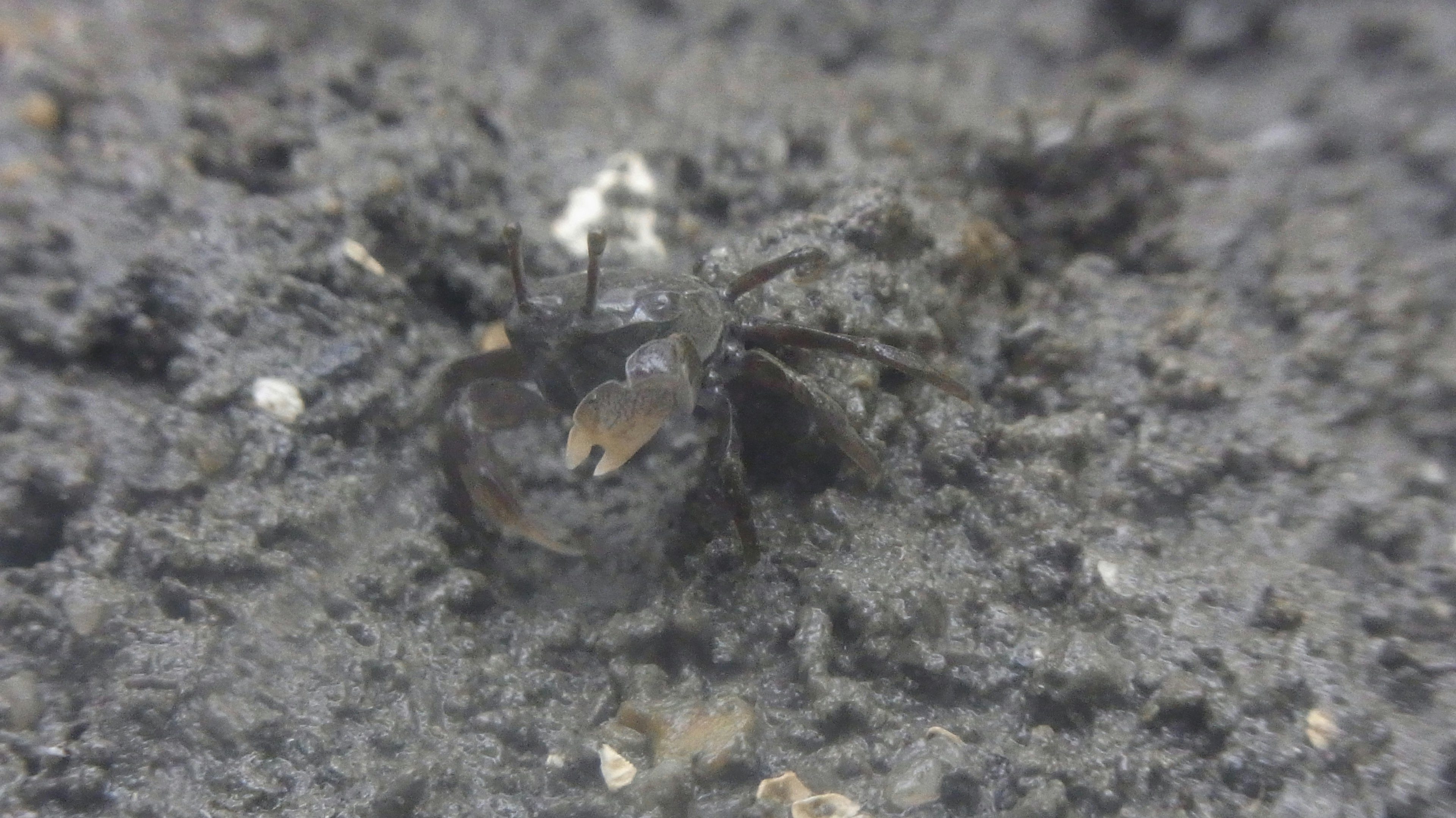 Gros plan d'un petit crabe dans un environnement boueux