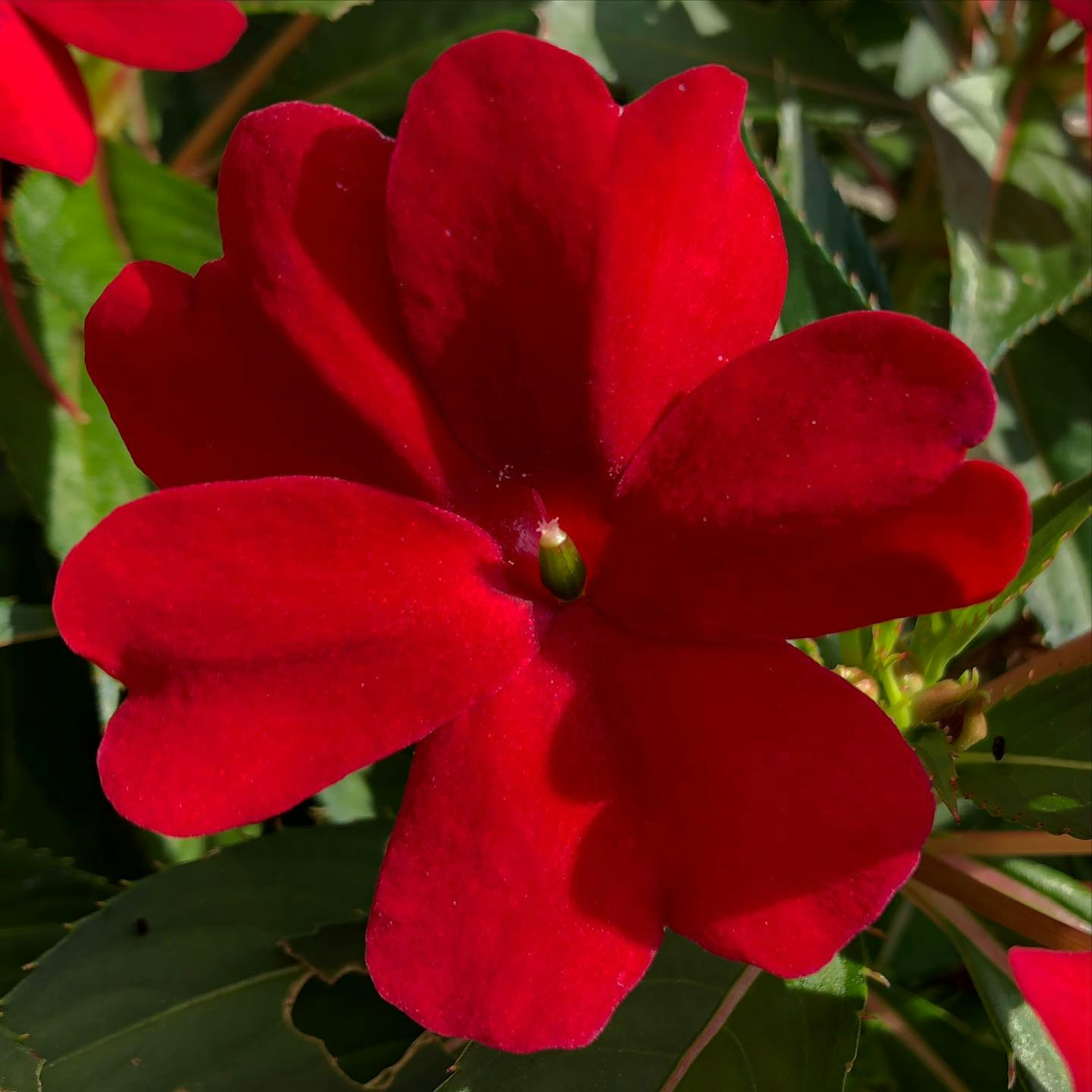 Primo piano di un fiore rosso vivo circondato da foglie verdi