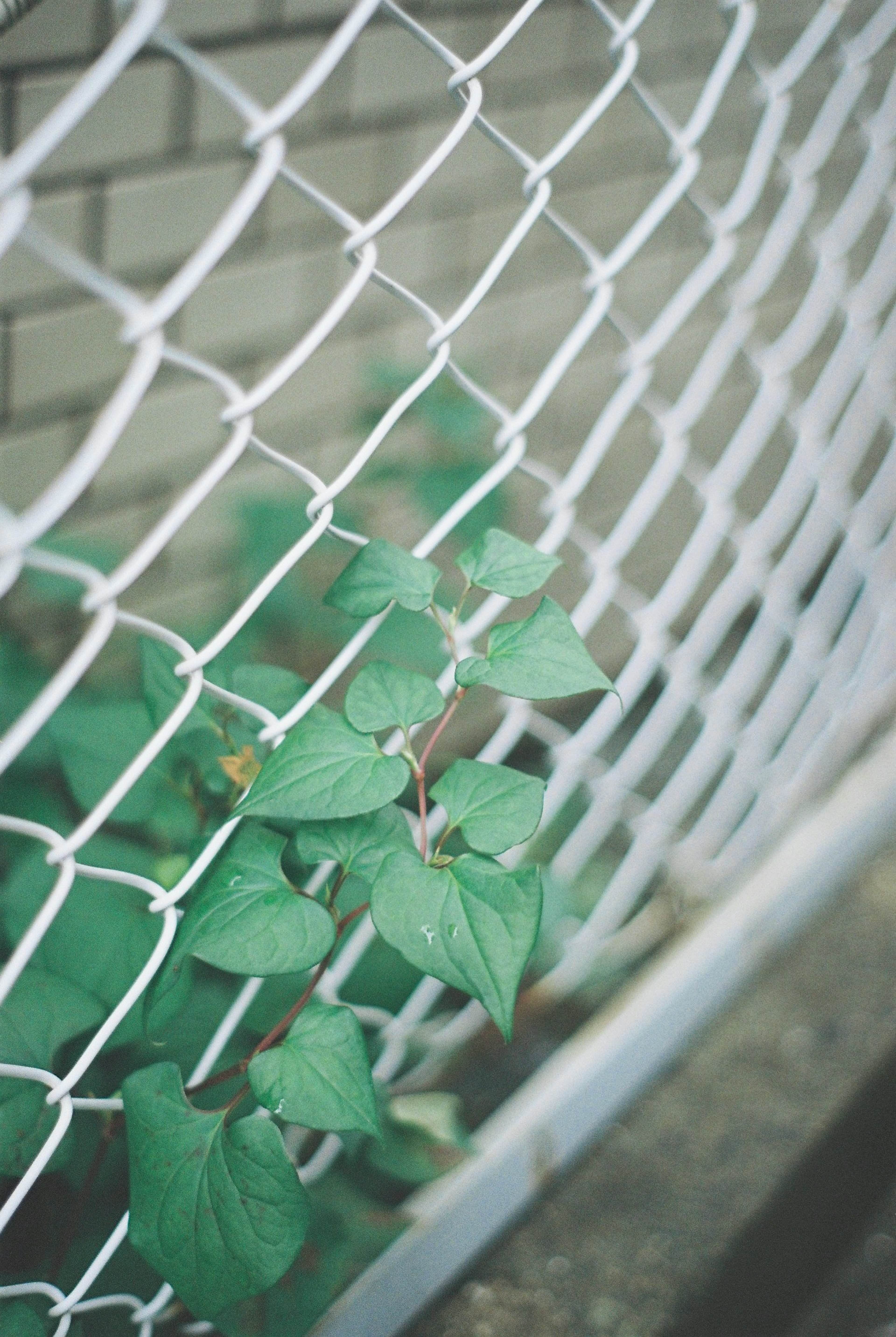 Green leaves intertwined with a white fence