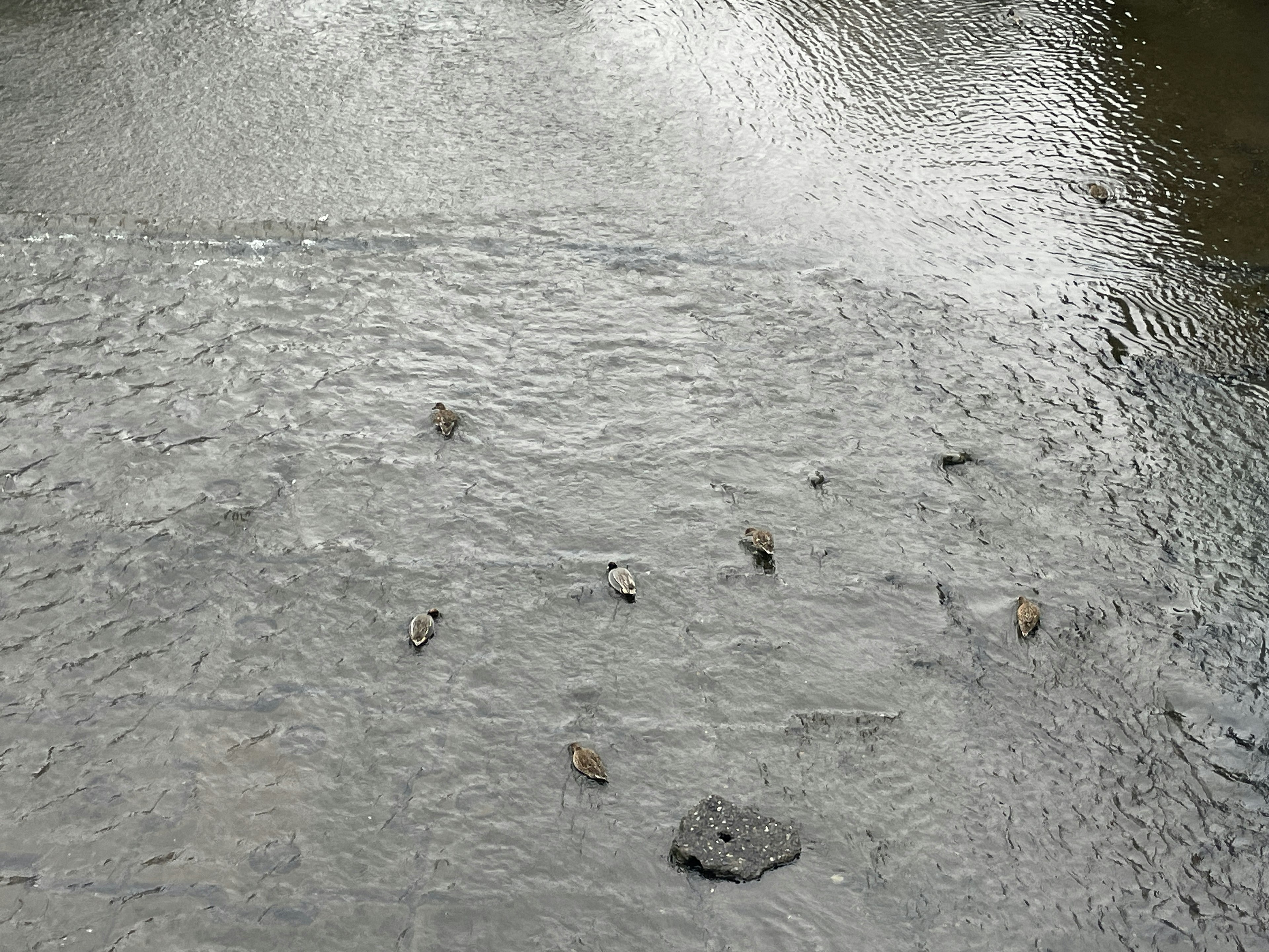 A view of a water surface with scattered stones