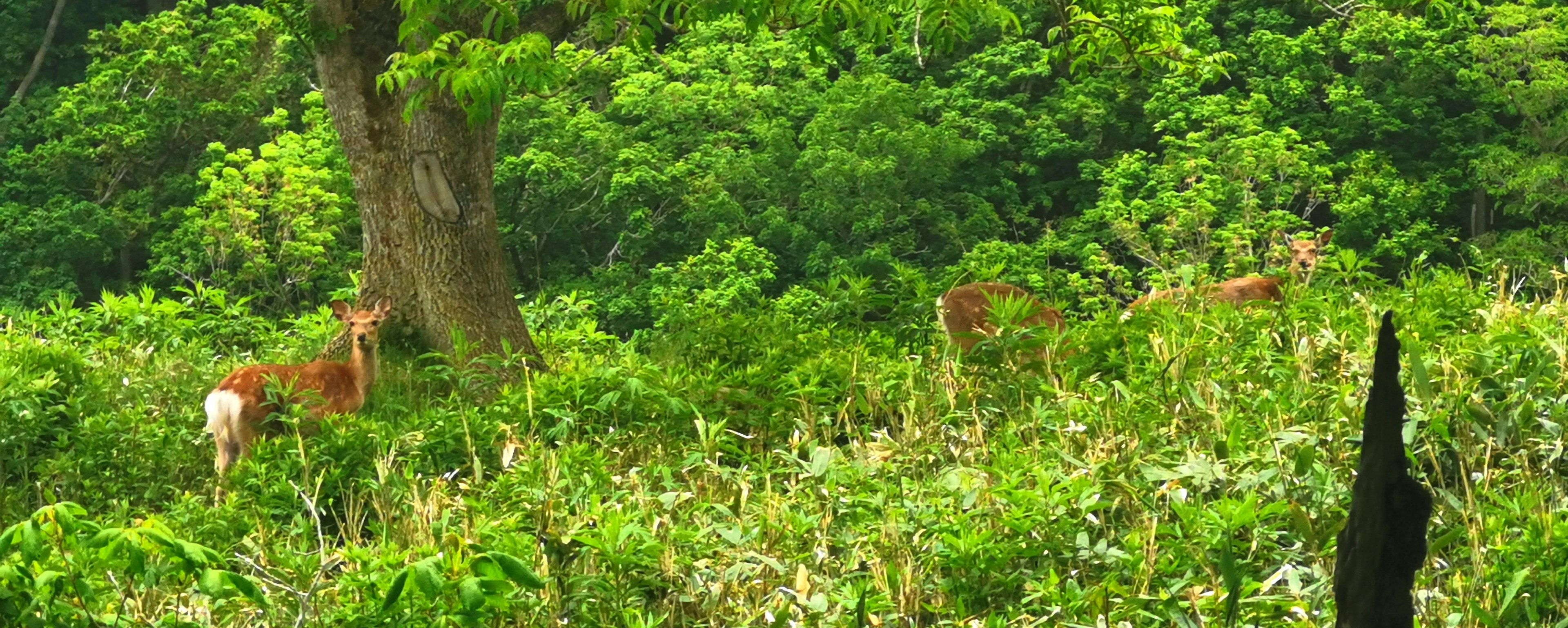 Ciervos de pie en un bosque verde exuberante