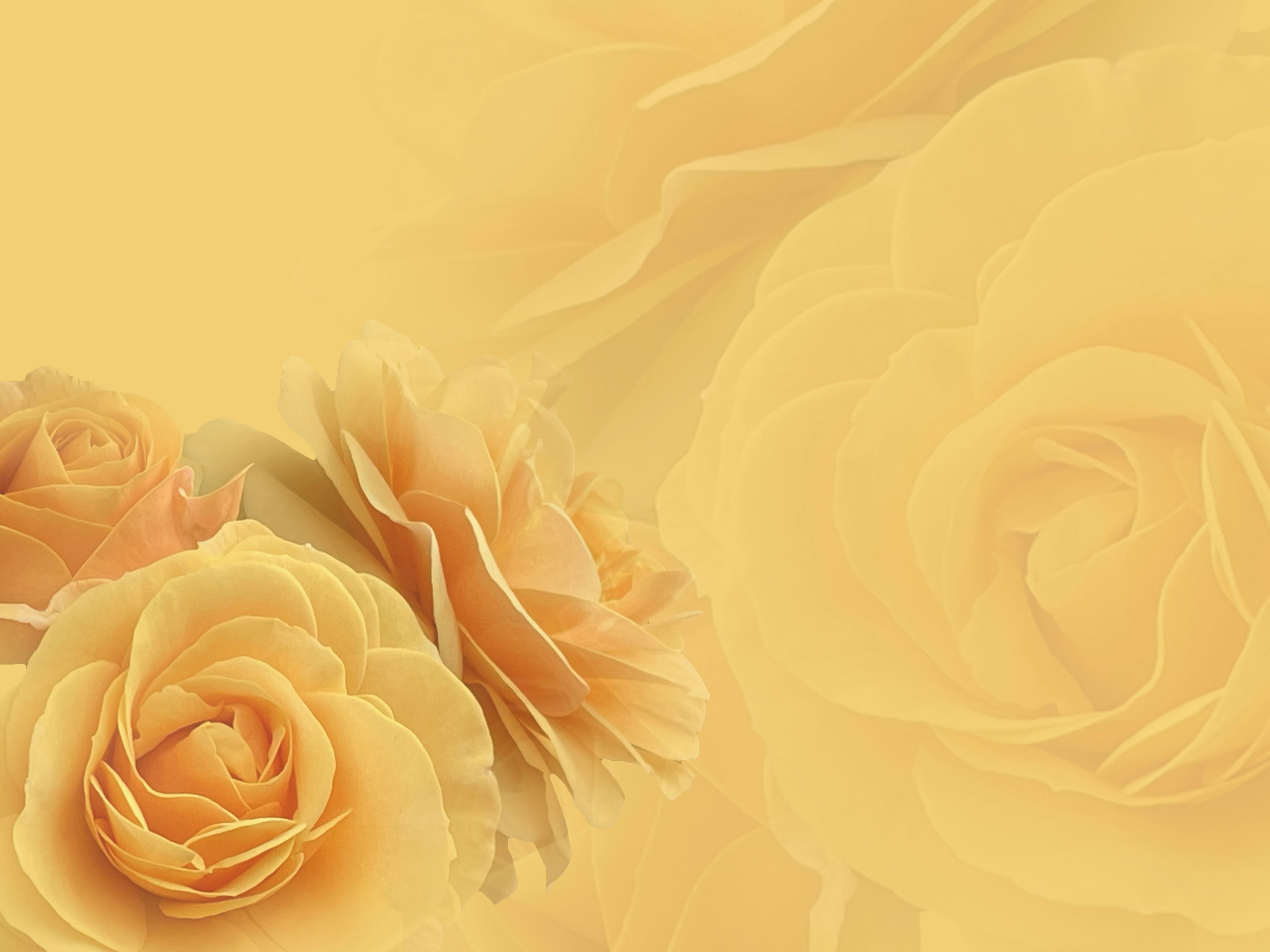 A bouquet of roses on a soft yellow background