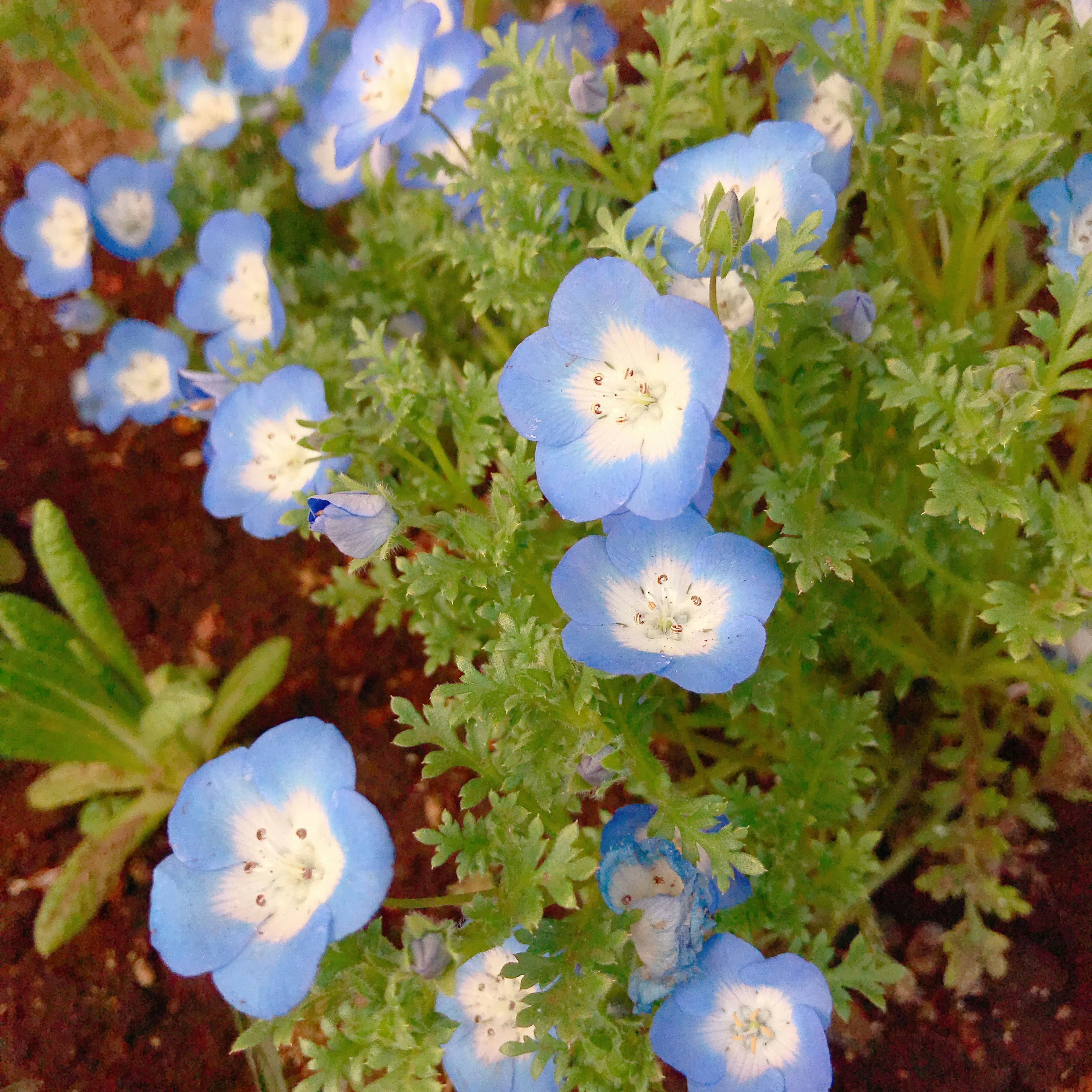 Massa di fiori blu con foglie verdi di nemophila