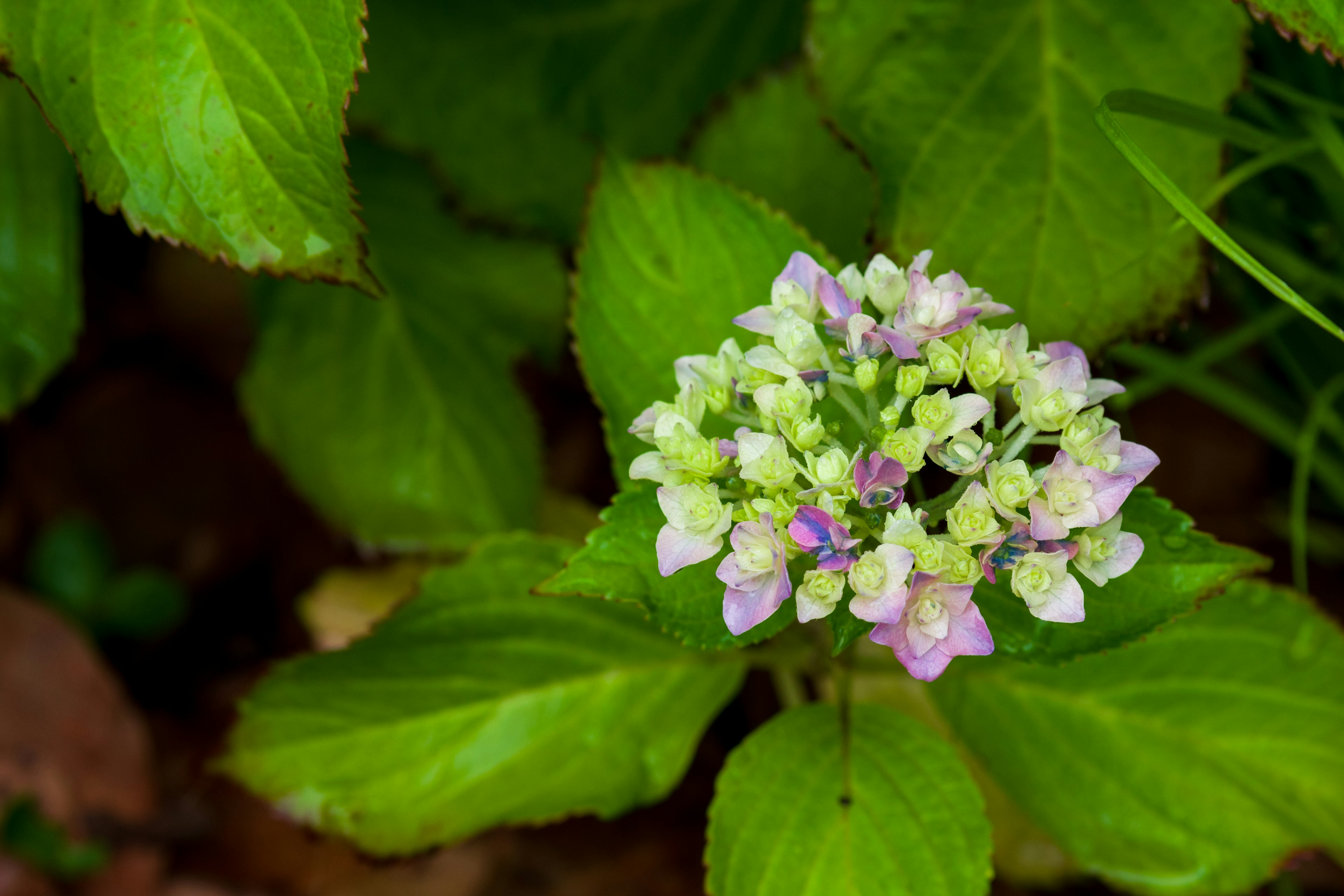 Flor de hortensia en tonos de púrpura y blanco rodeada de hojas verdes